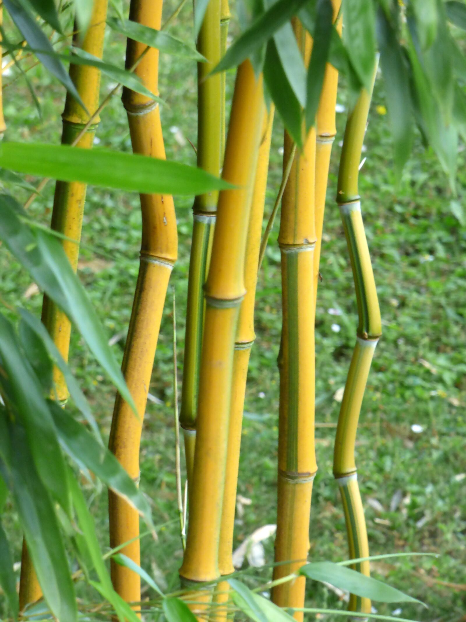 Panasonic DMC-FZ72 sample photo. Bamboo, leaves, wood photography