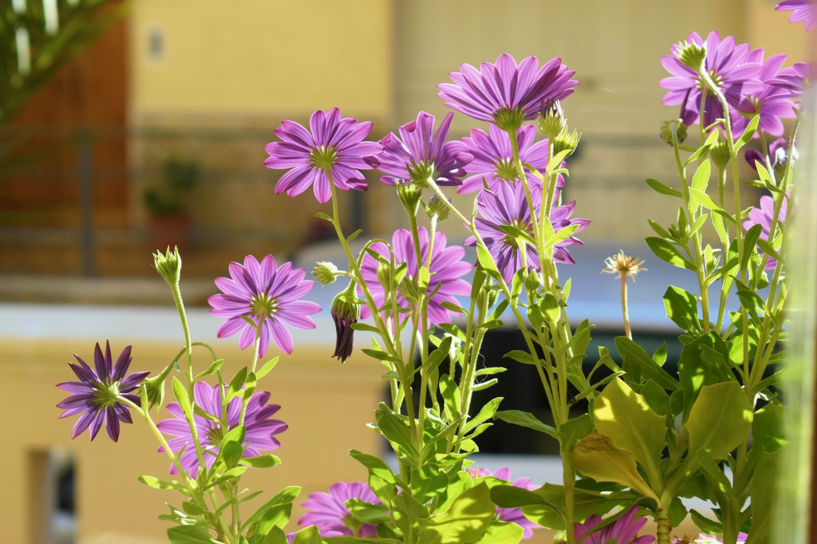 Nikon D5300 sample photo. Flower, plant, nature photography