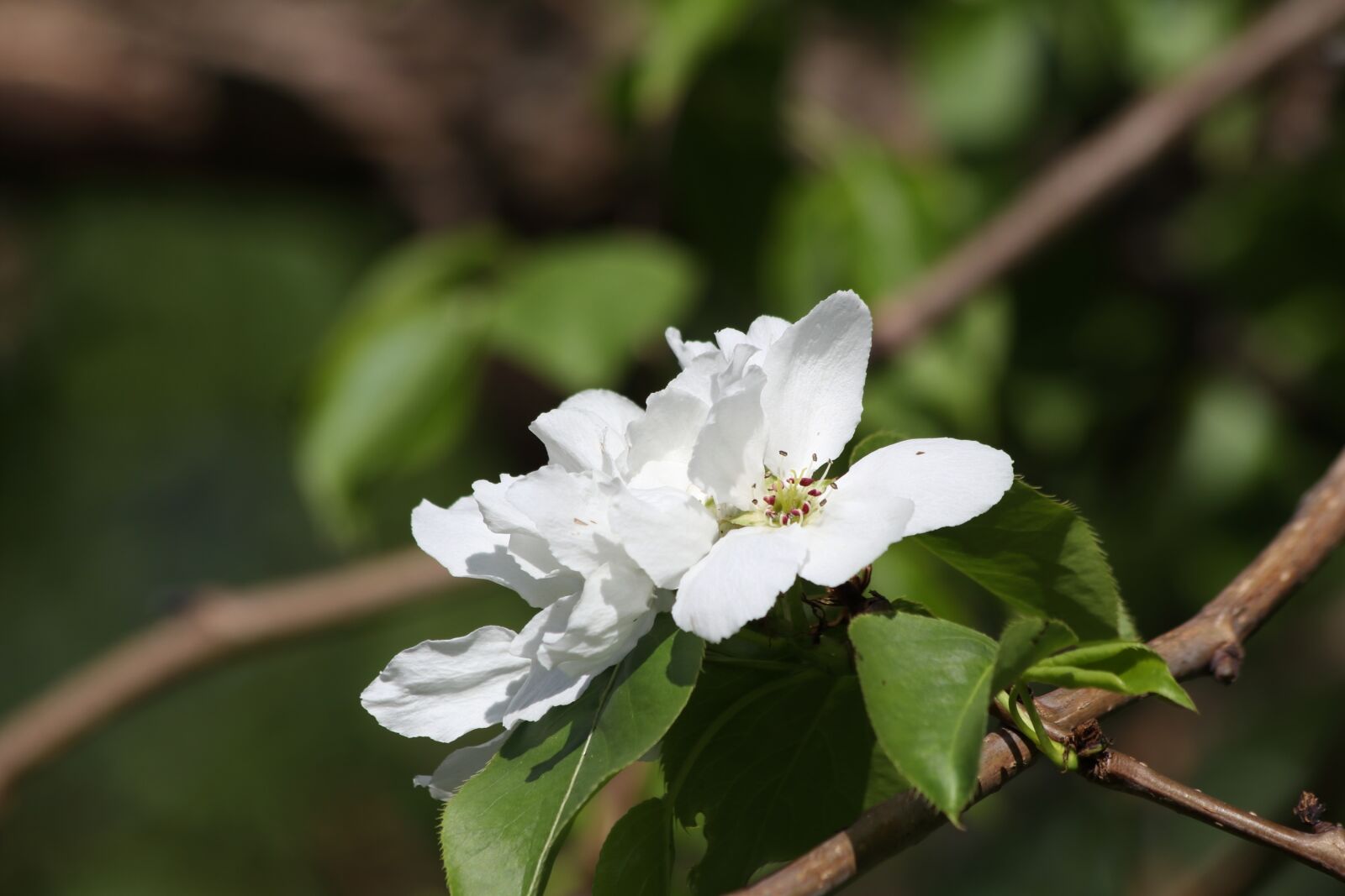 Canon EOS 77D (EOS 9000D / EOS 770D) + Canon EF 70-300mm F4-5.6 IS USM sample photo. Apple tree, flowers, spring photography