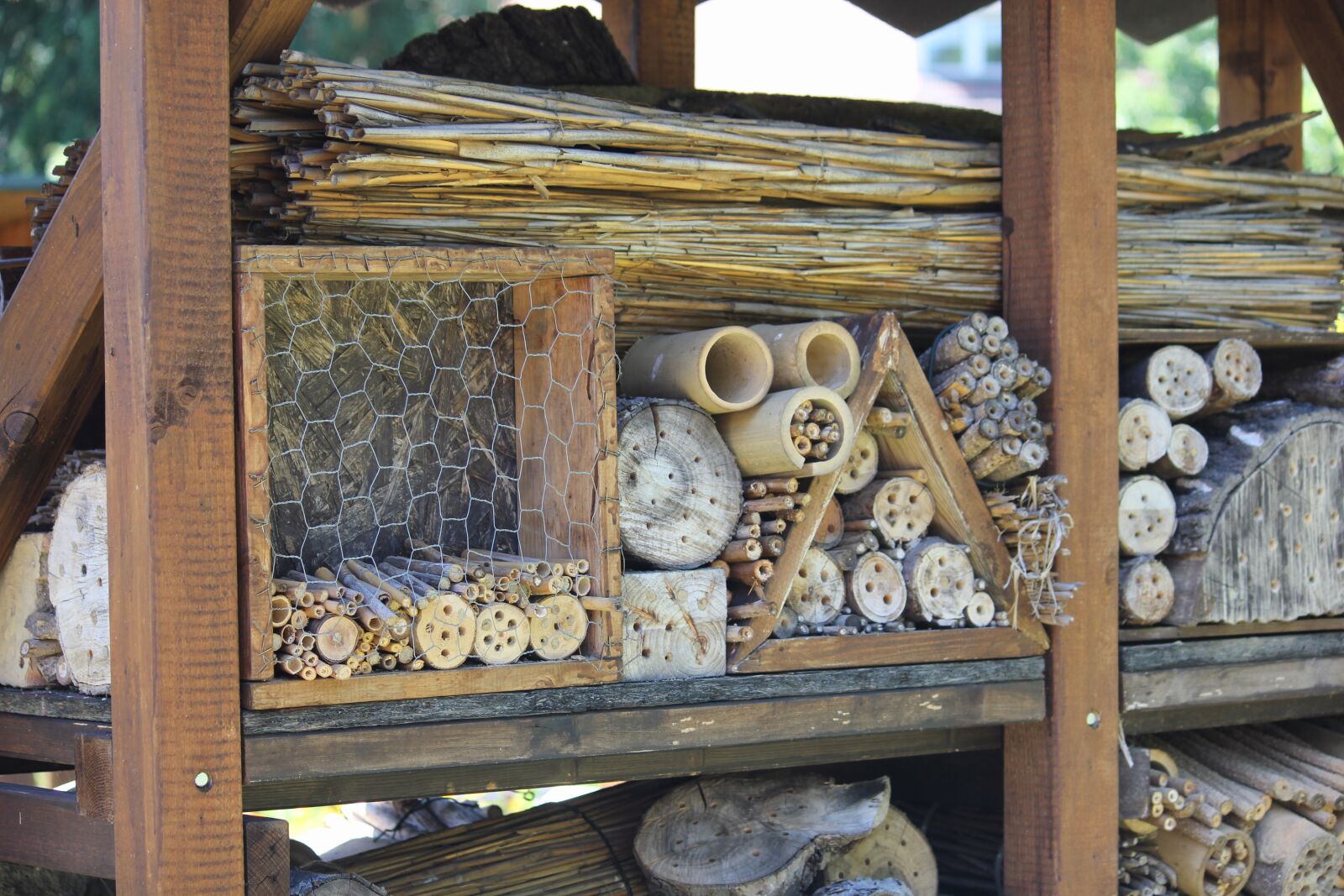 Canon EOS 550D (EOS Rebel T2i / EOS Kiss X4) sample photo. Insect hotel, bees, wild photography