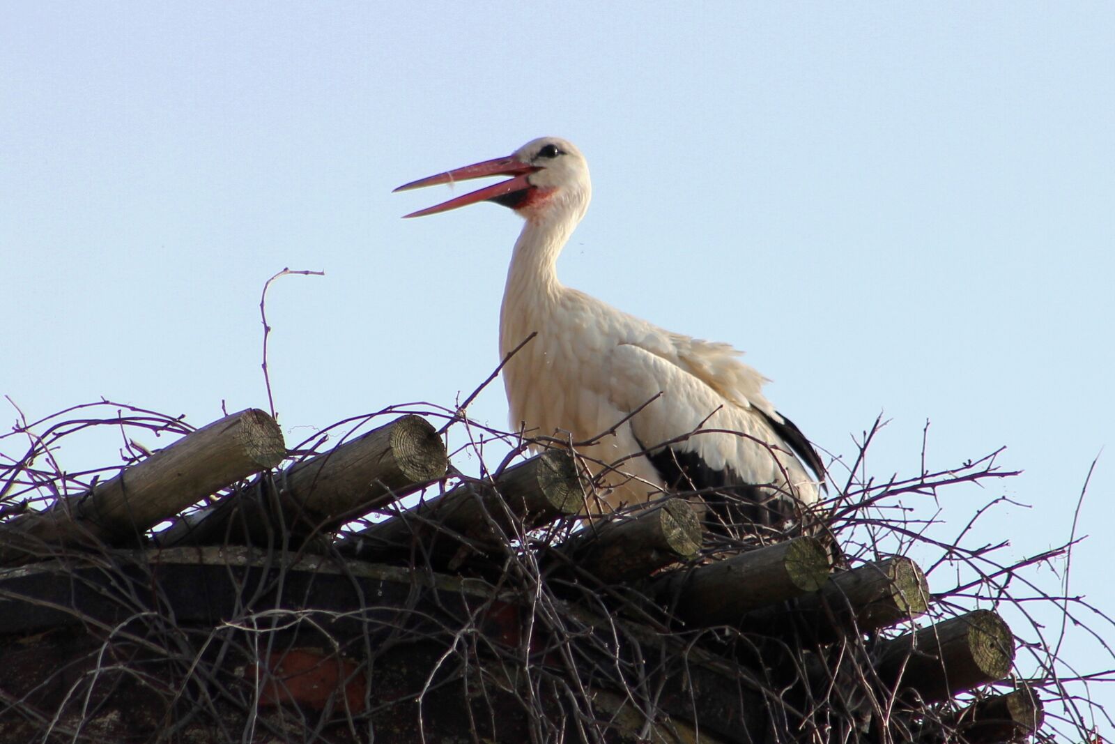 Canon EOS 600D (Rebel EOS T3i / EOS Kiss X5) sample photo. Stork, white, bird photography