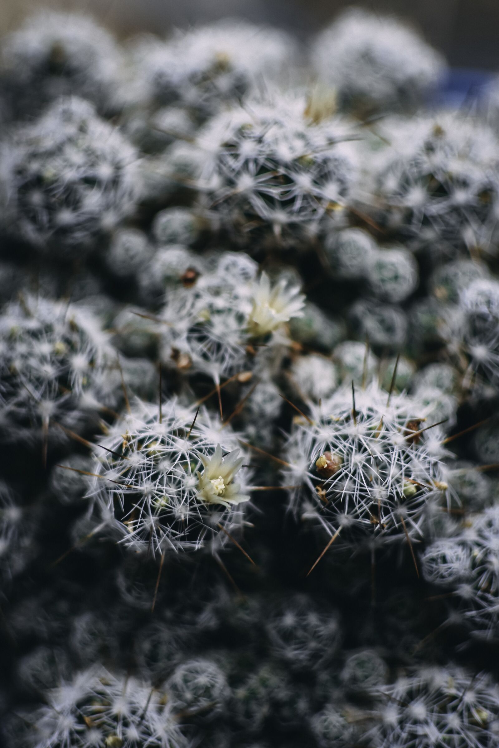 Nikon D7200 sample photo. Cactus, bloom, flower photography