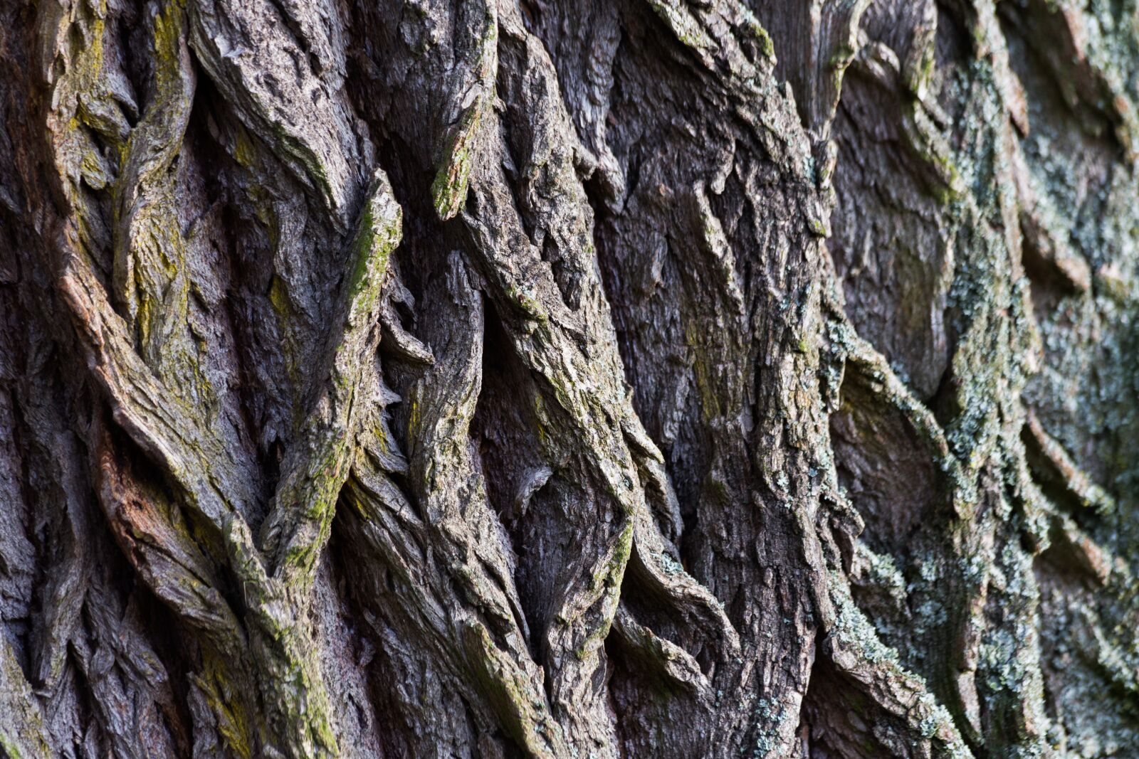 Canon EOS 6D sample photo. Tree bark, bark, macro photography