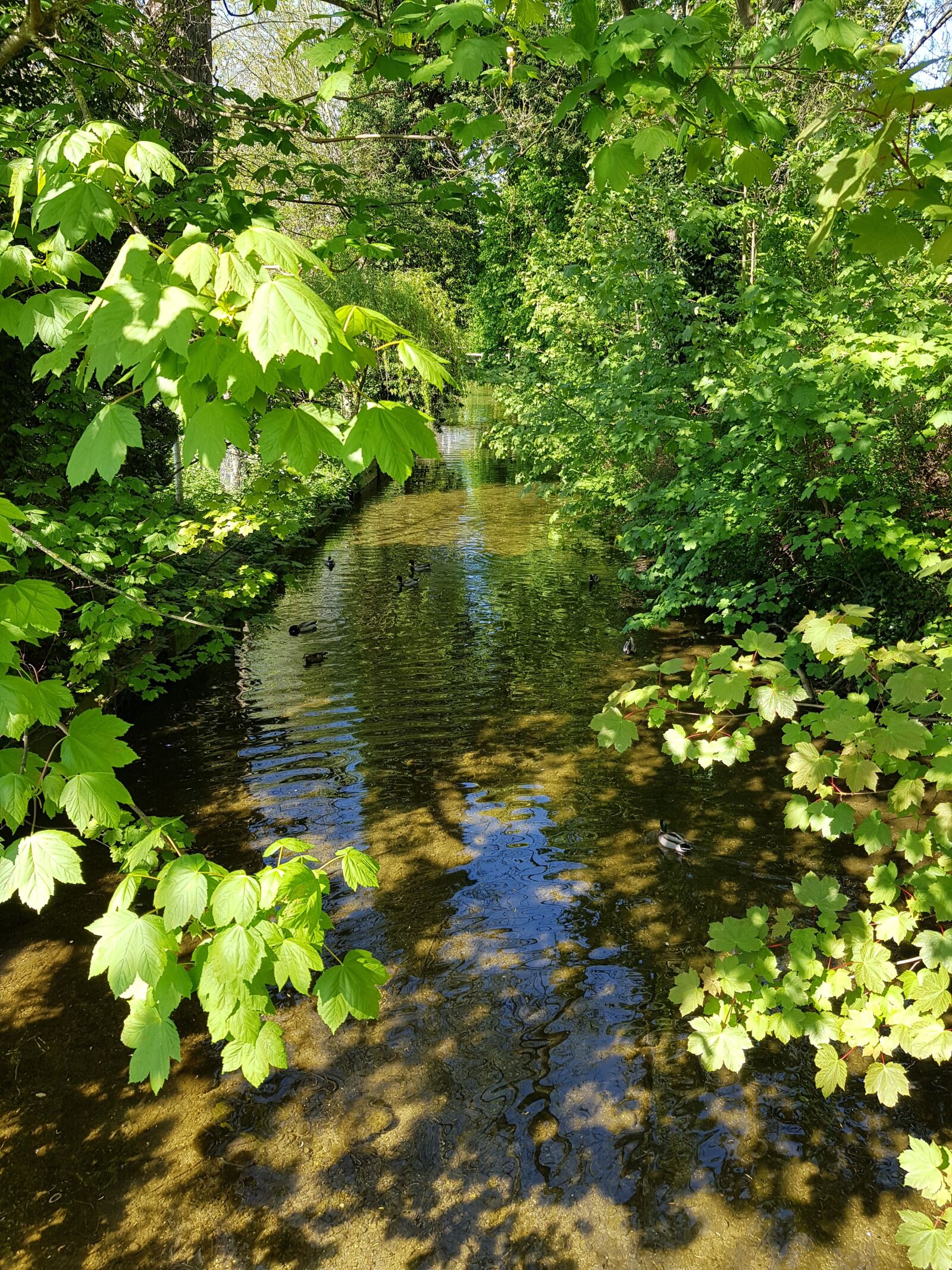 Samsung Galaxy S8 sample photo. River, countryside, trees photography