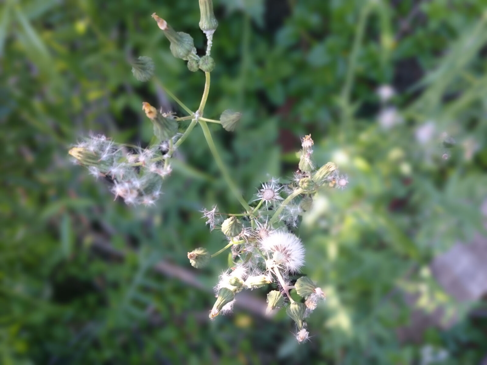 Sony Xperia Z1 sample photo. Flower, flowers, nature, spring photography
