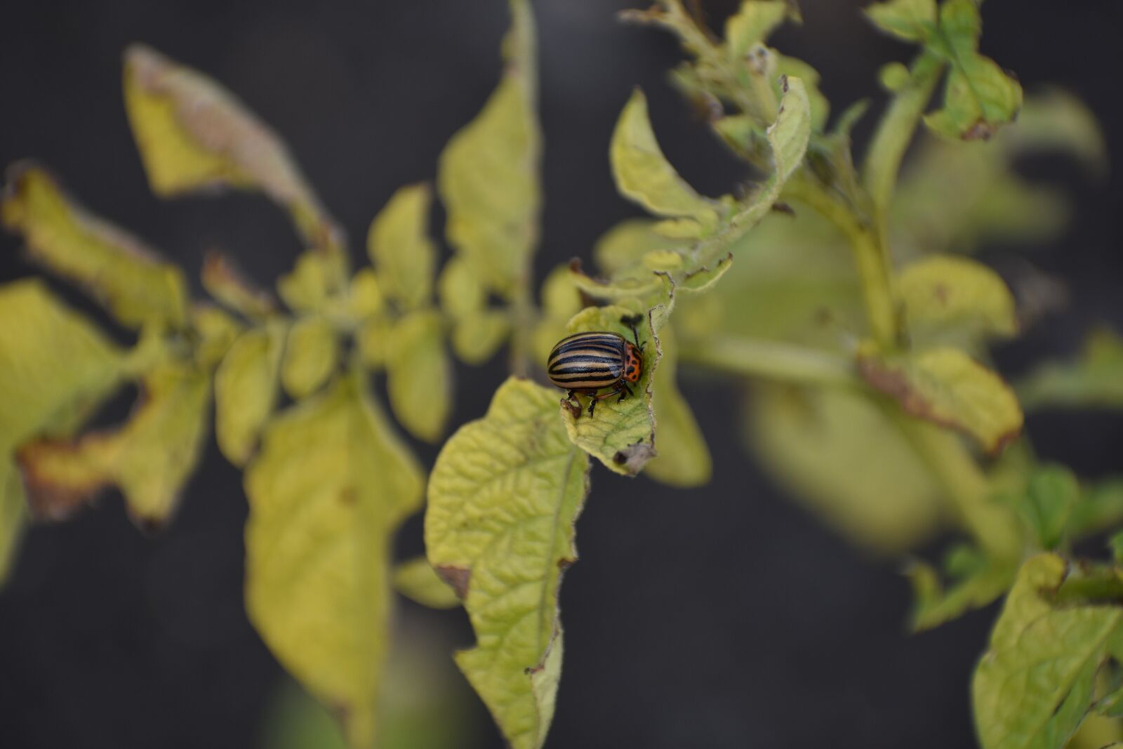 Nikon D3400 sample photo. Colorado, beetle, pest photography