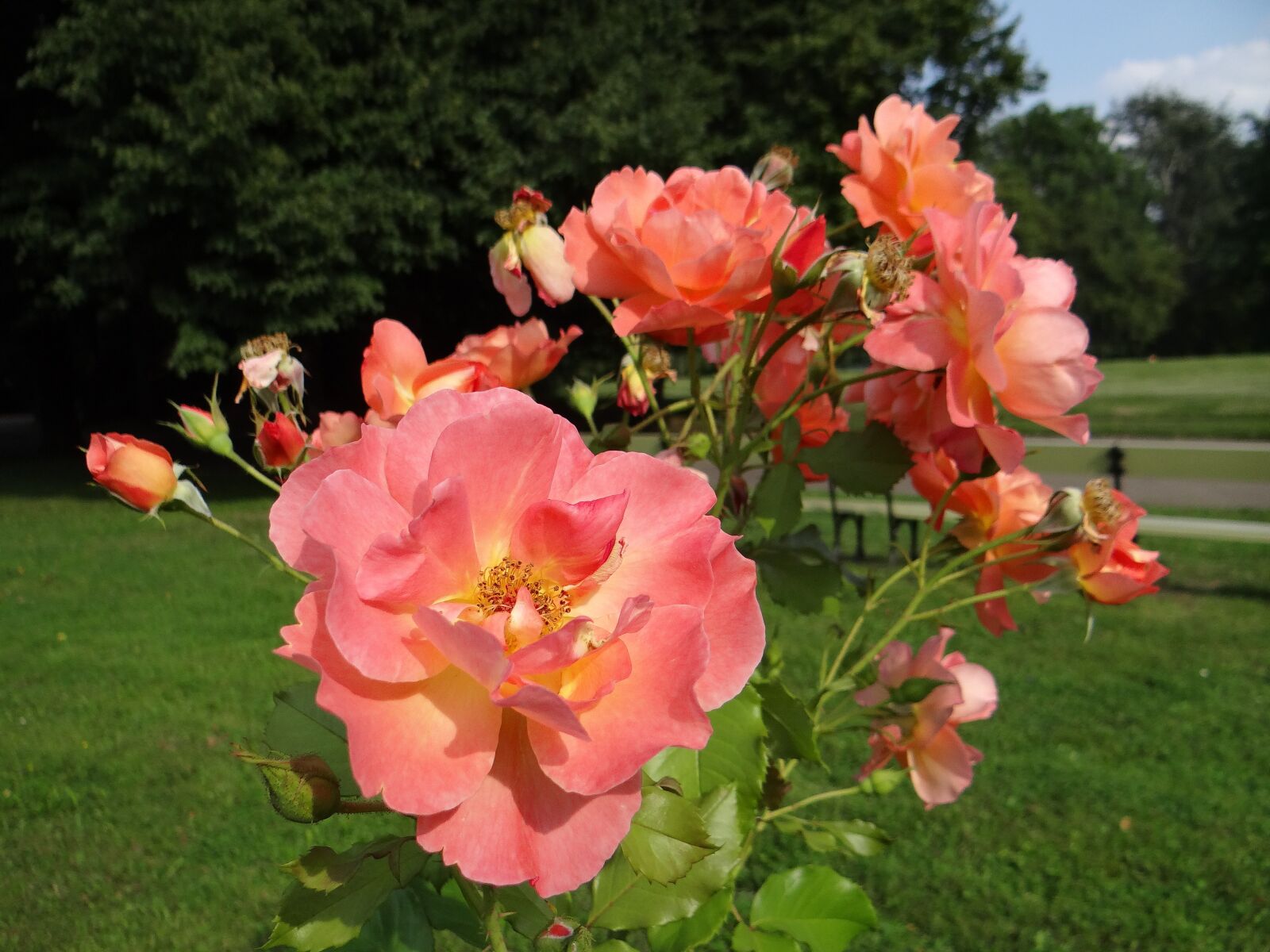 Sony DSC-HX200V sample photo. Rose, flower, tea photography