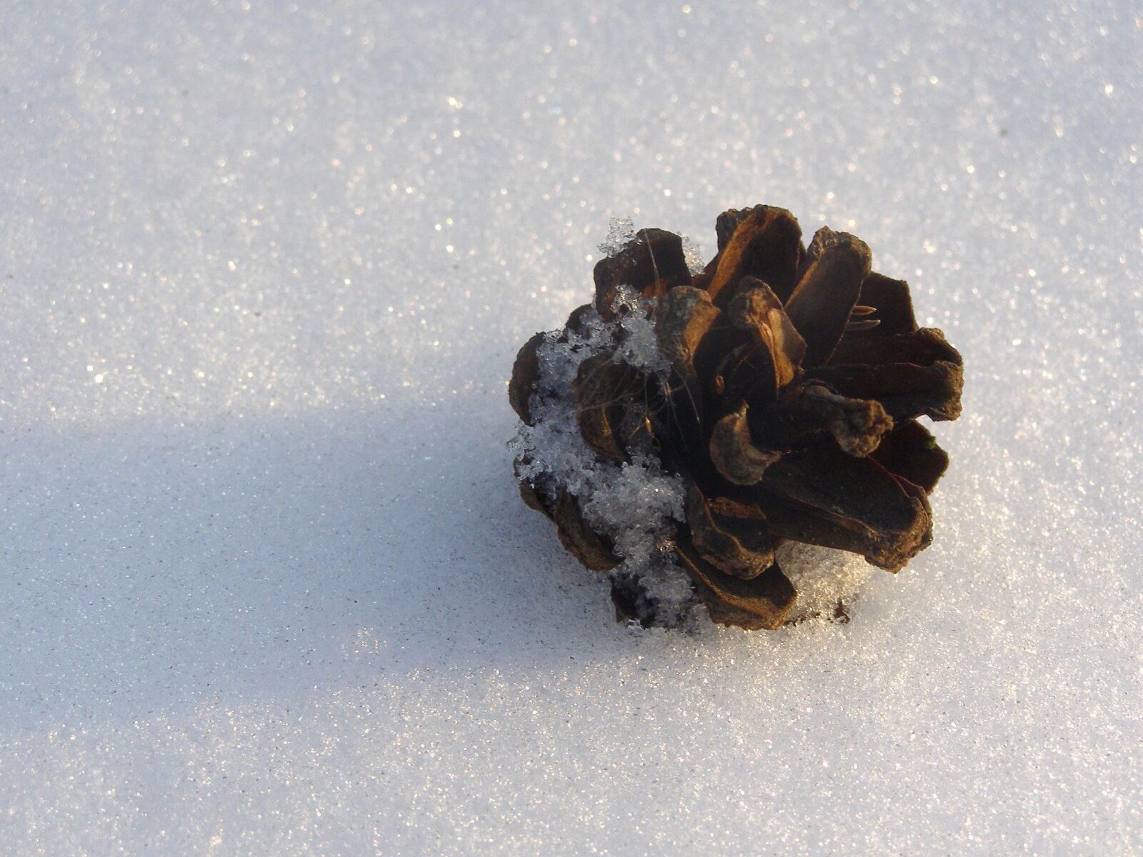 Olympus SP500UZ sample photo. Pine cone, forest, winter photography