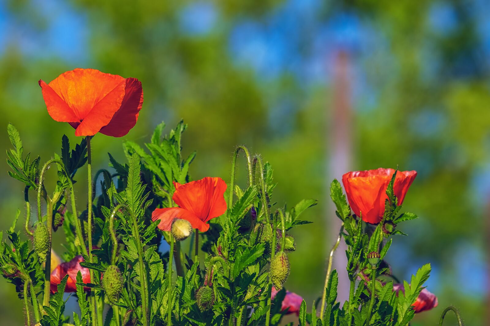Fujifilm XF 55-200mm F3.5-4.8 R LM OIS sample photo. Poppy, flower, klatschmohn photography