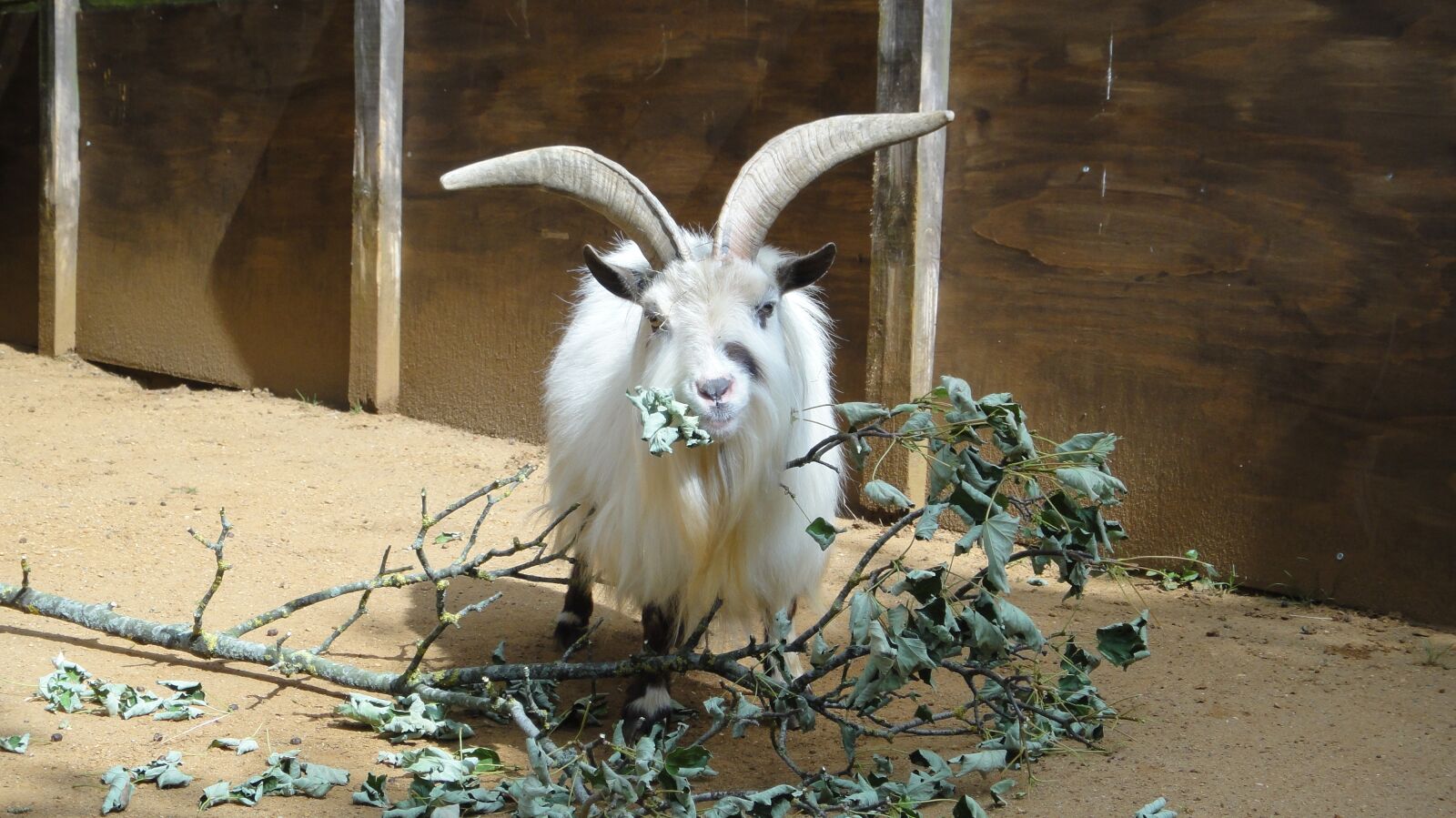 Sony DSC-TX9 sample photo. Goat, animal, zoo photography