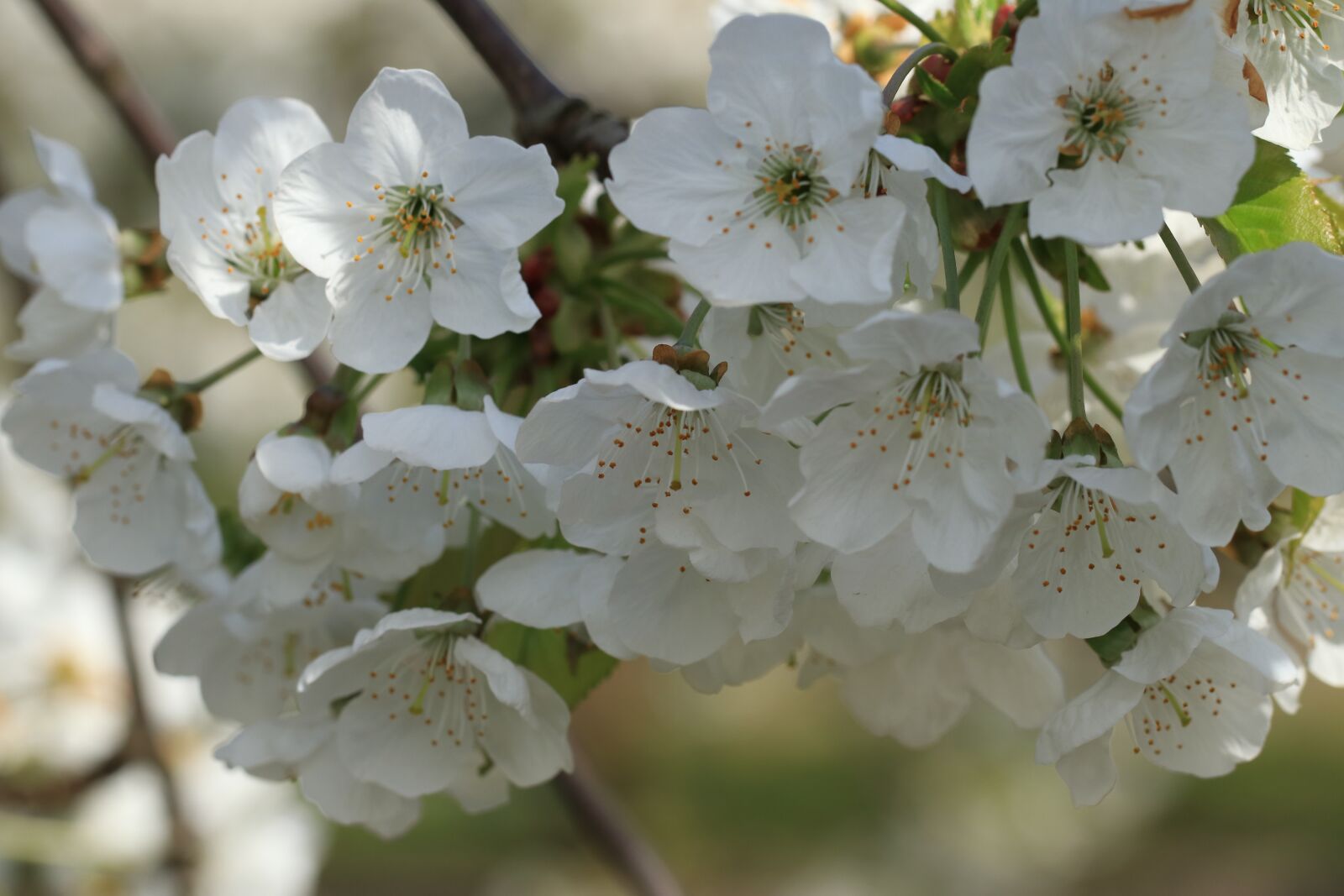 Canon EOS 80D sample photo. Cherry tree, cherry blossom photography
