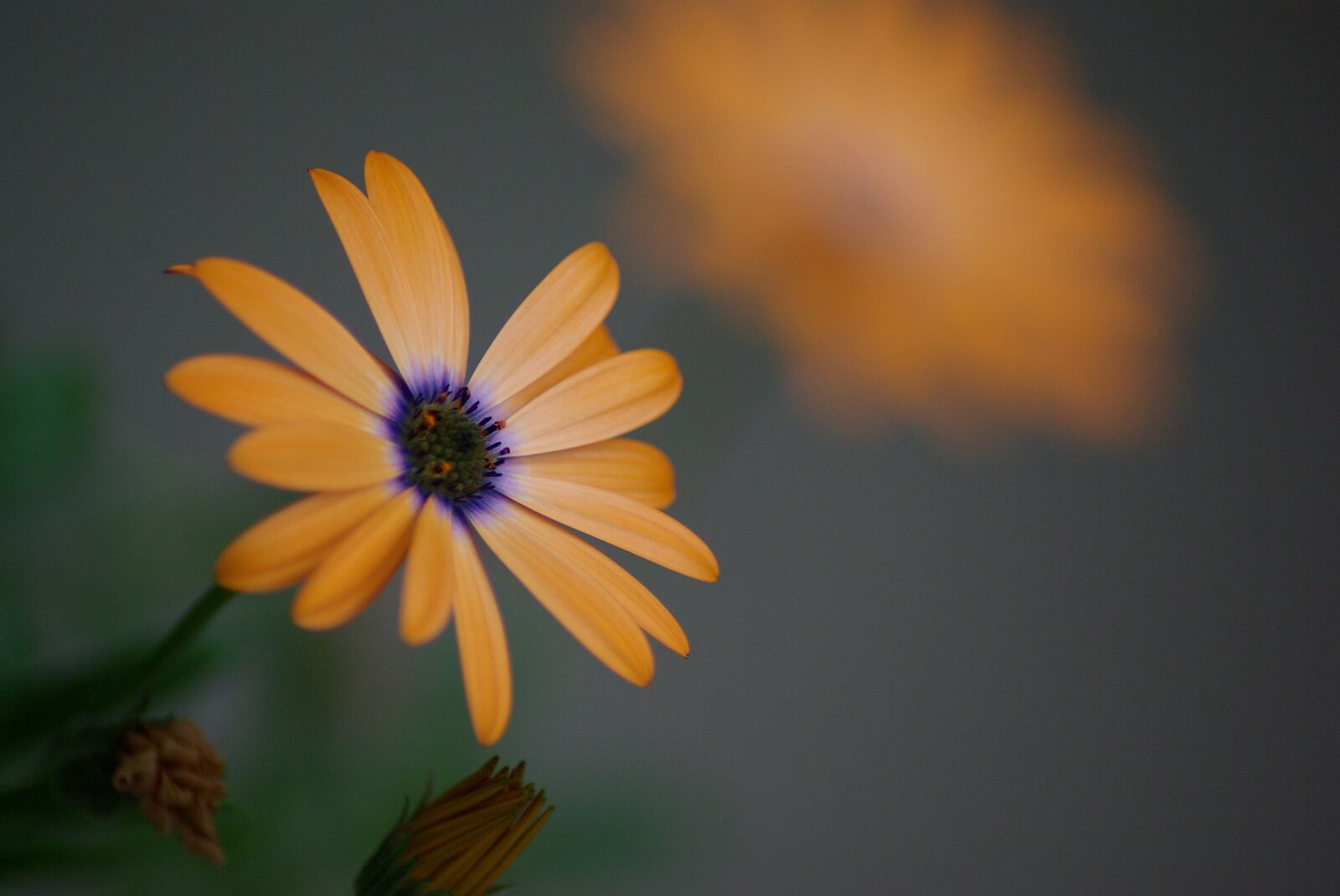 Samsung GX-10 sample photo. Flower, garden, floral photography