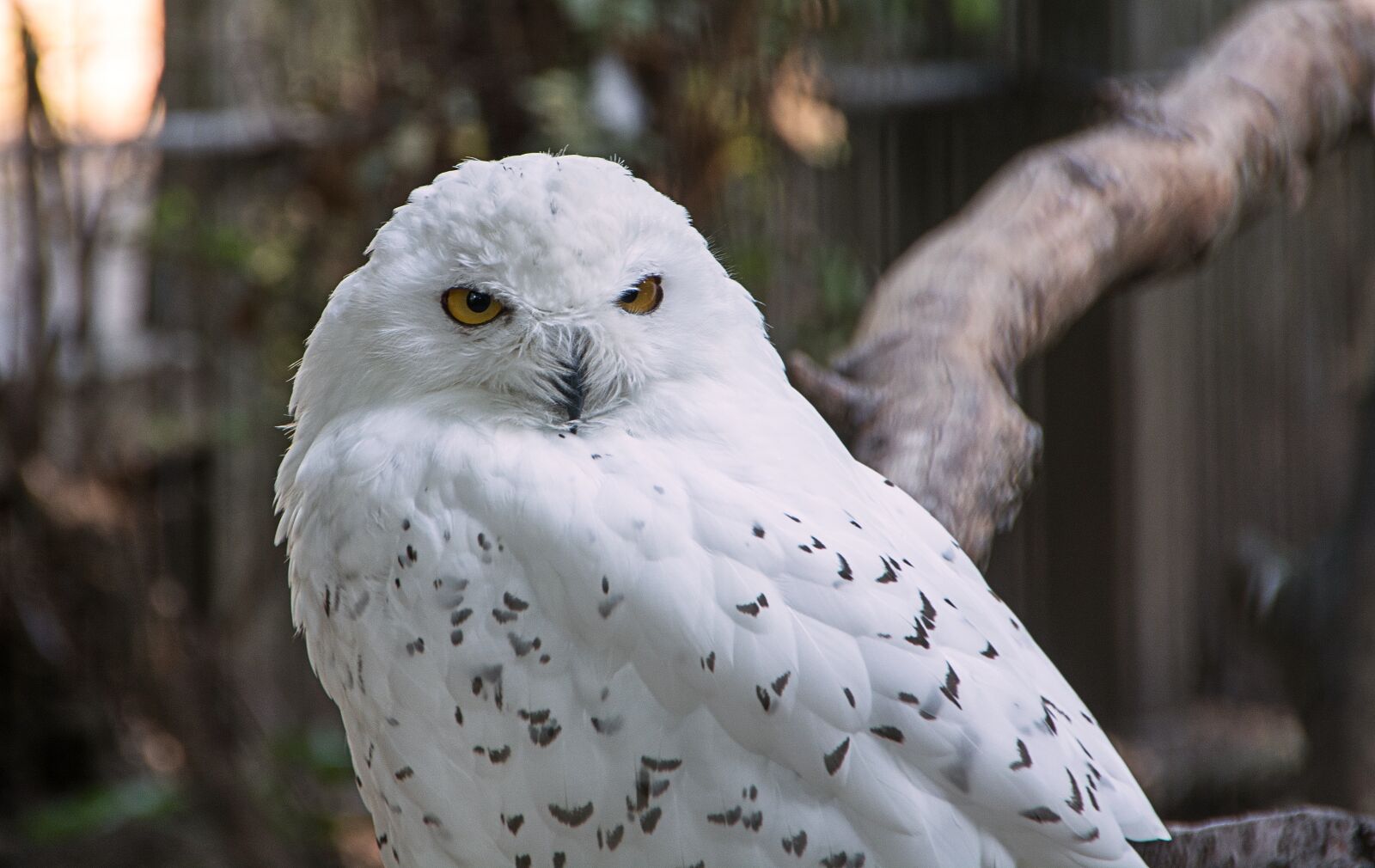 Nikon D5200 sample photo. Animal, zoo, wild animal photography