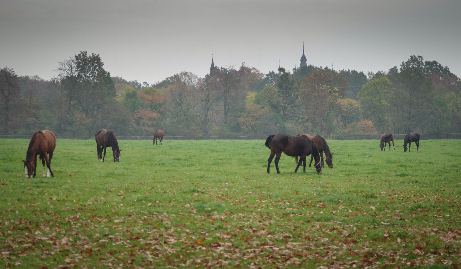 A Series Lens sample photo. Stud, horses, meadow photography