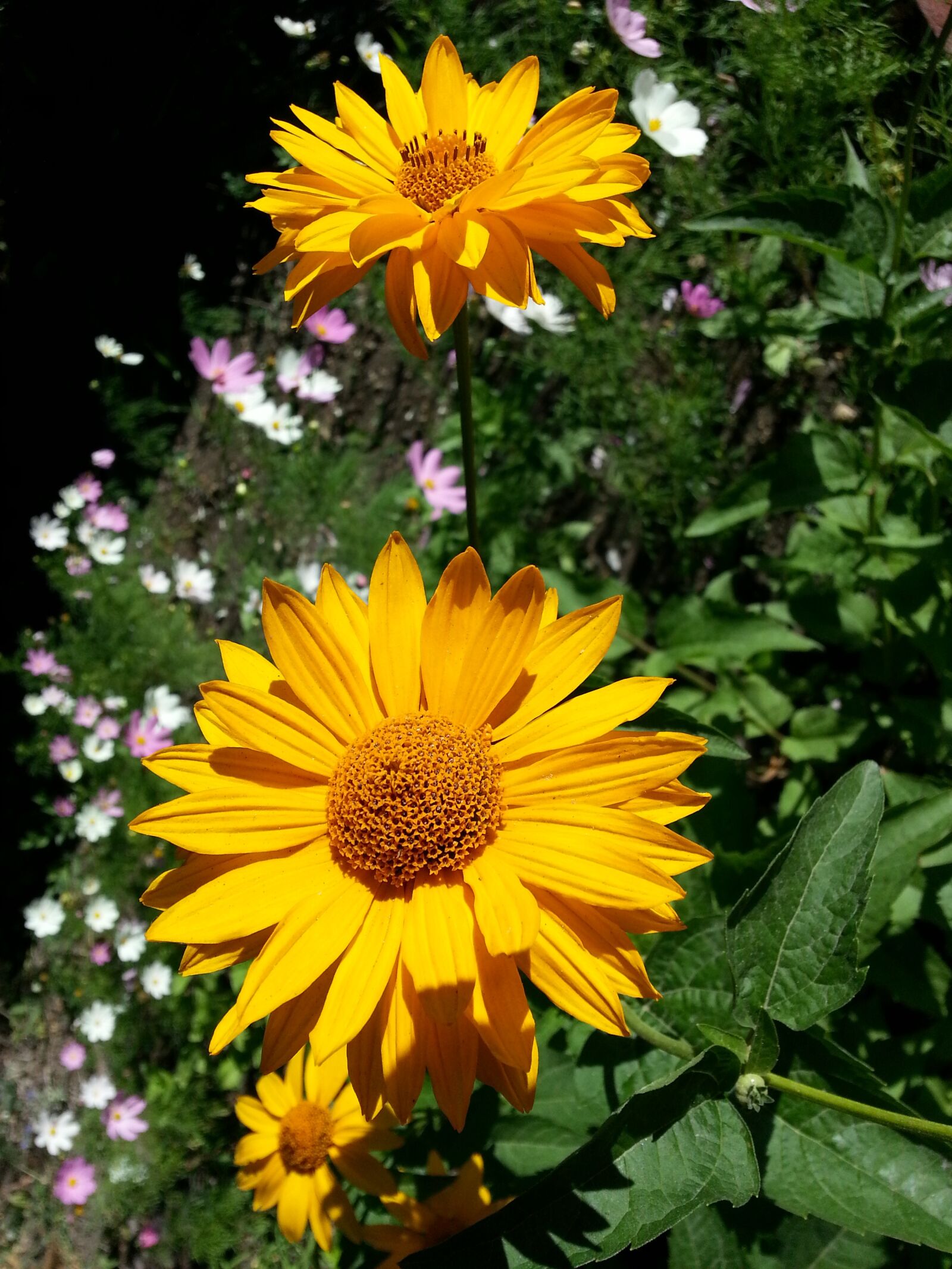 Samsung Galaxy S3 sample photo. Flowers, yellow, petals photography