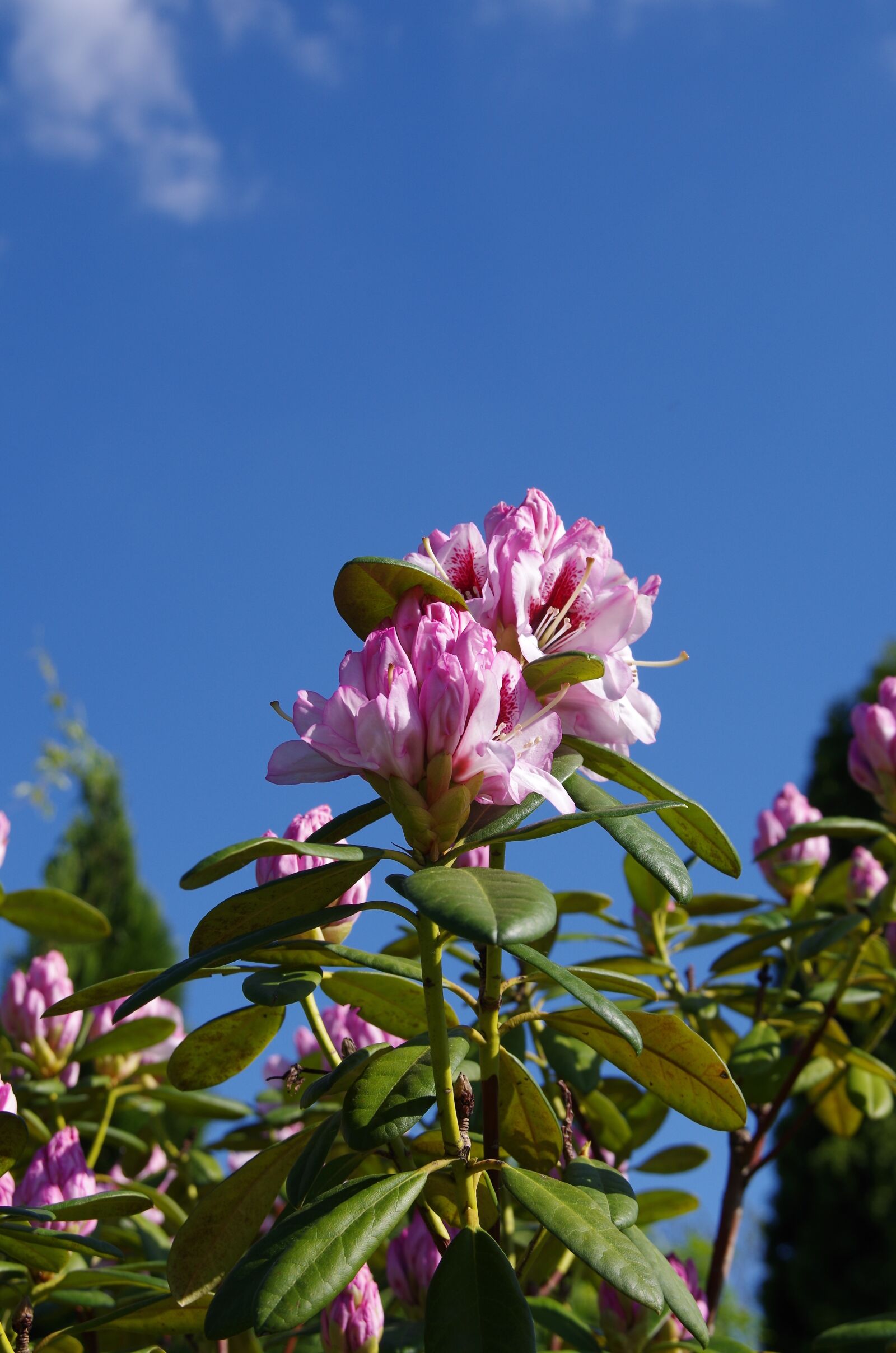 Pentax K-50 sample photo. Flower, nature, plant photography