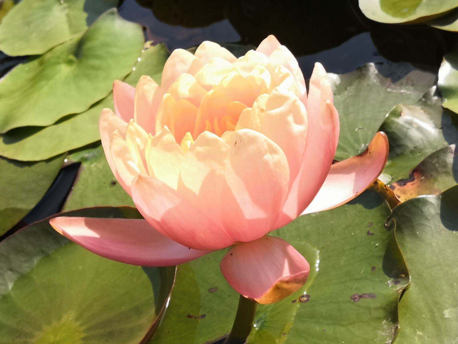HUAWEI Honor 10 sample photo. Lotus, lotus leaf, pond photography