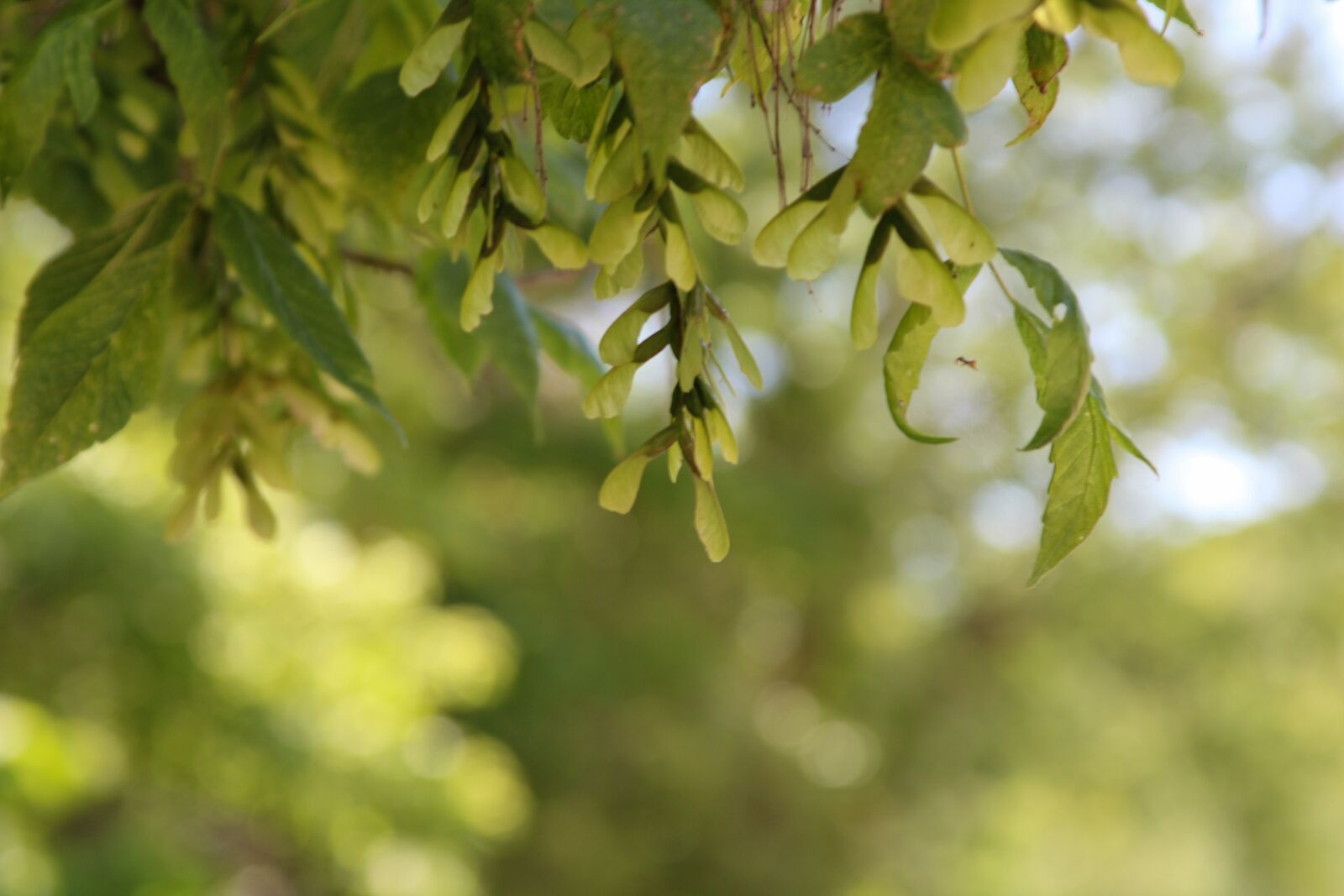 Canon EF 28-135mm F3.5-5.6 IS USM sample photo. Leaves, maple, leaf photography