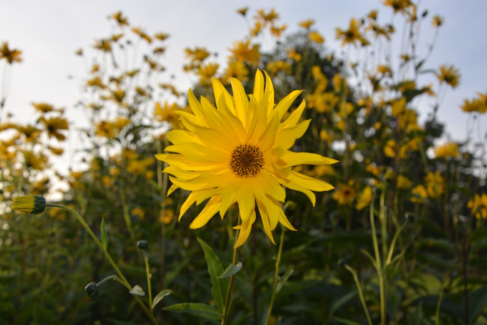 Nikon D5200 sample photo. Flower, yellow flower, yellow photography