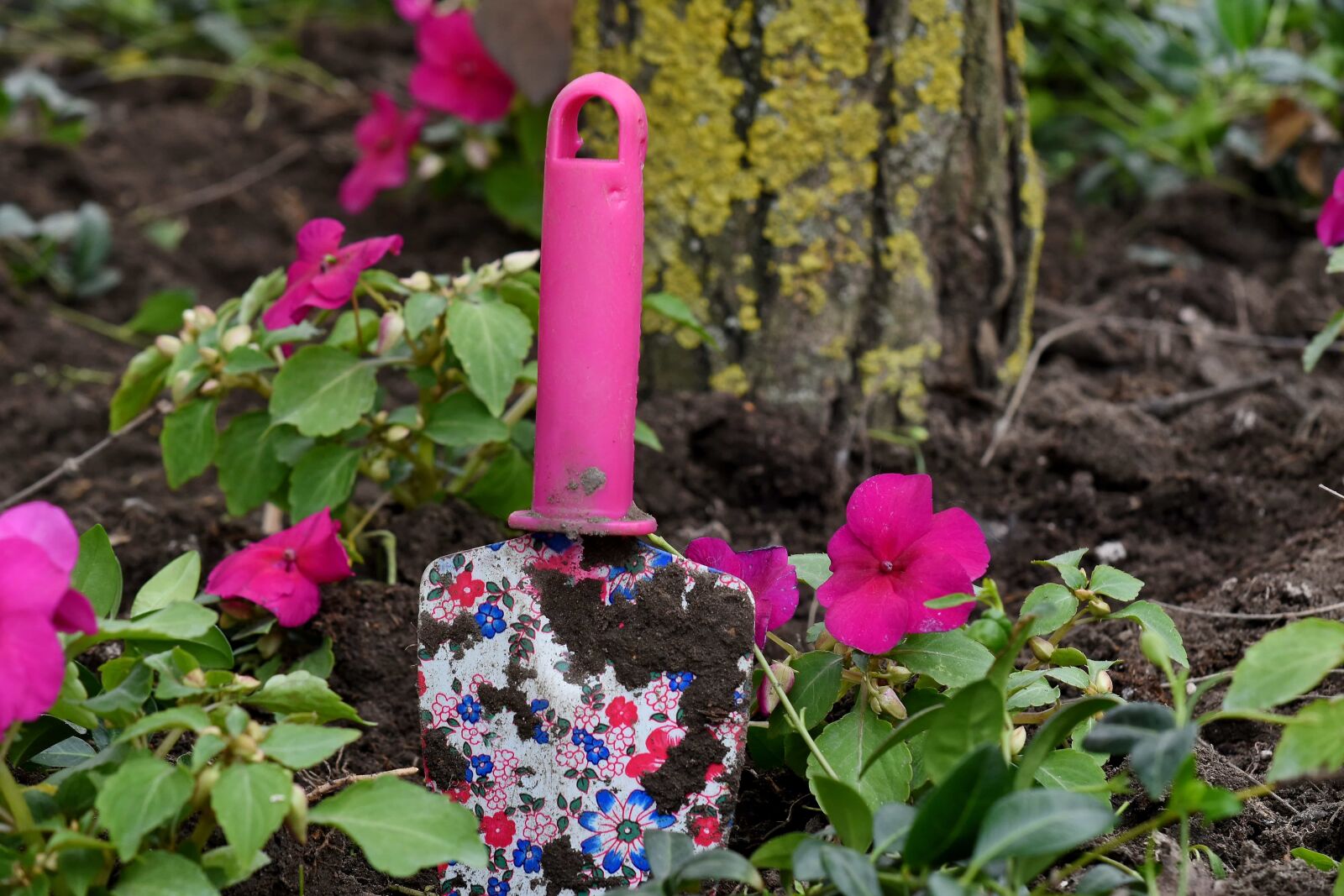 Nikon D5500 sample photo. Garden, gardening, hand tool photography