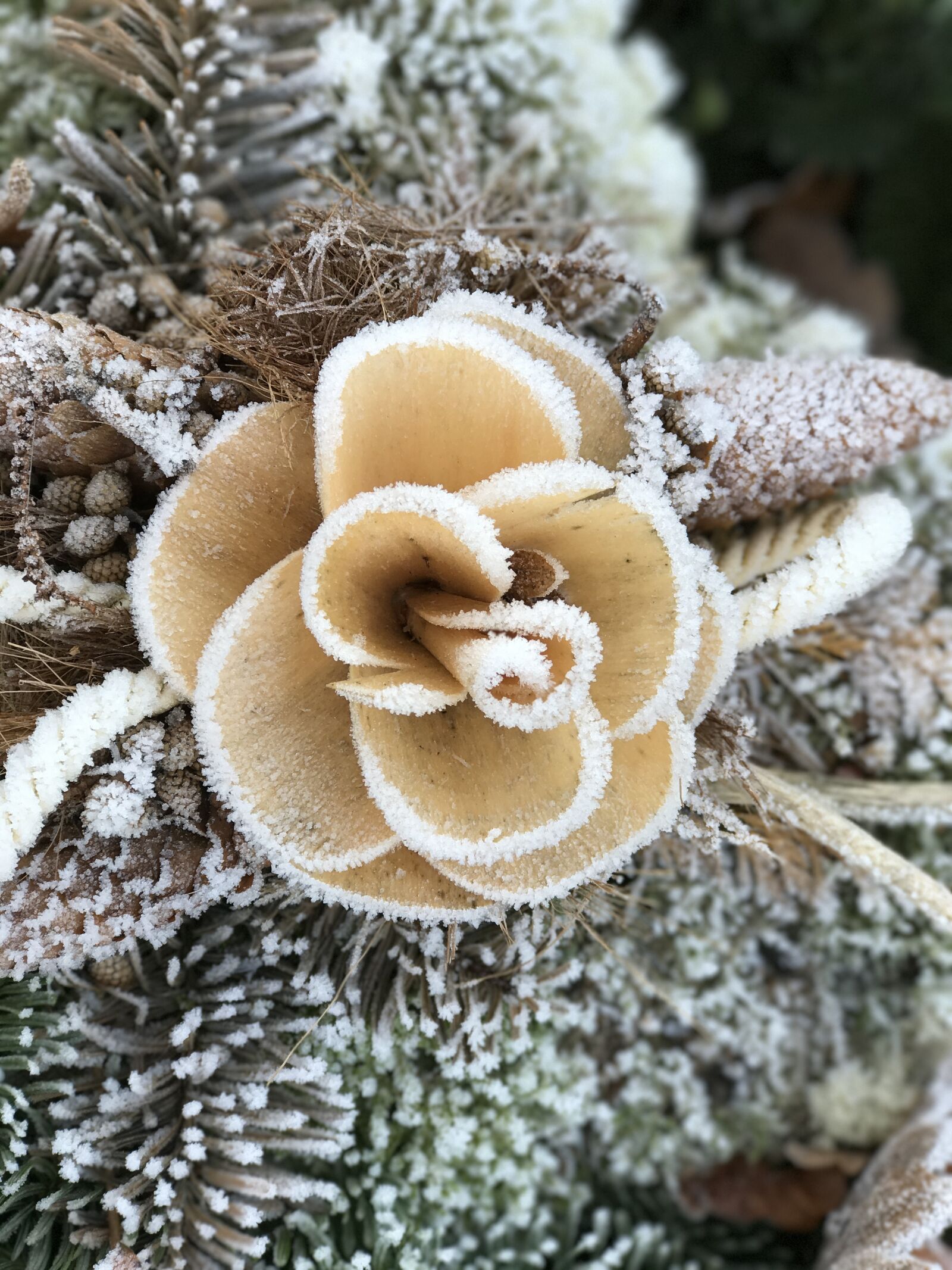 iPhone 7 Plus back dual camera 6.6mm f/2.8 sample photo. Rose, winter, cemetery photography