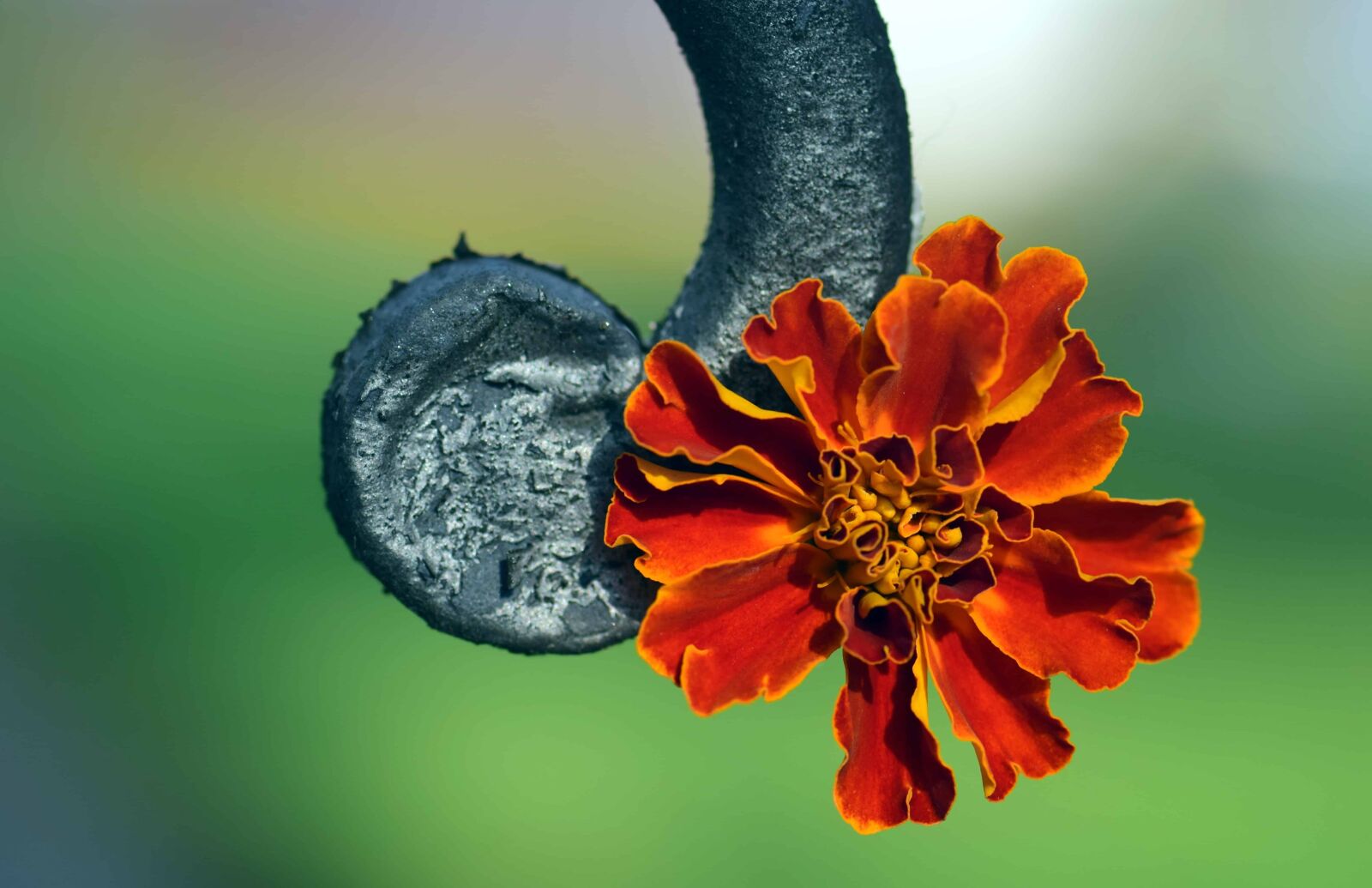 Nikon D3300 sample photo. Metal, iron, macro, flora photography