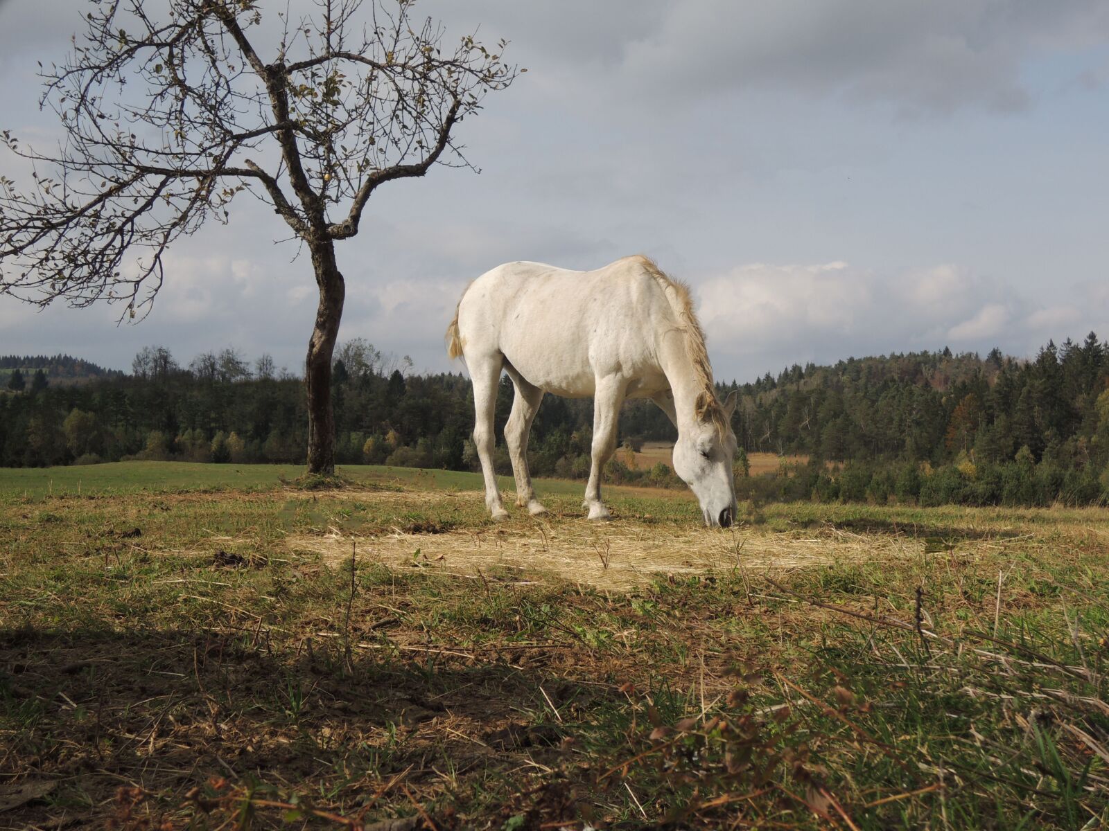 Nikon Coolpix P310 sample photo. Horse, fall, autumn photography
