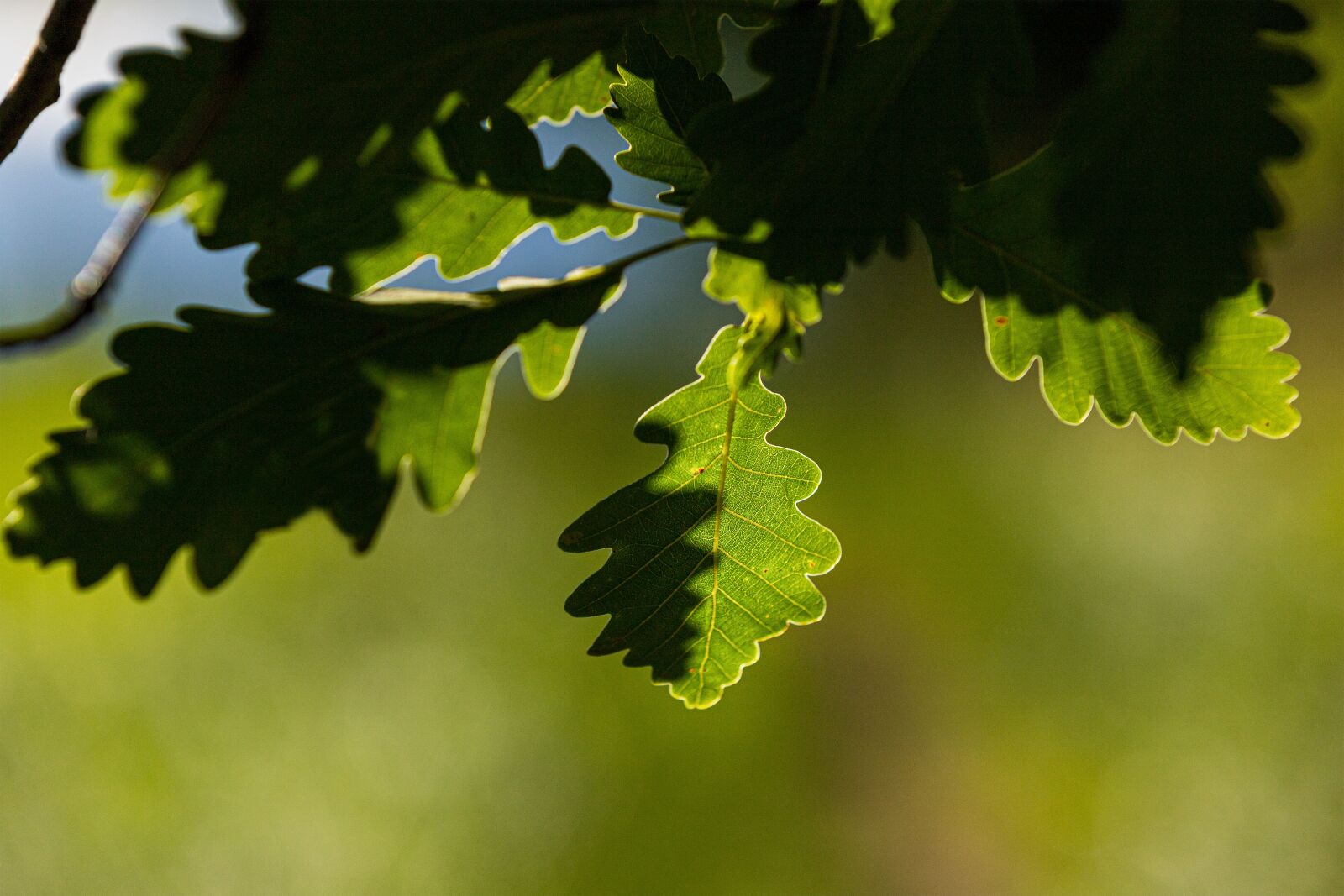 Canon EOS 6D Mark II sample photo. Oak, leaf, shadow photography