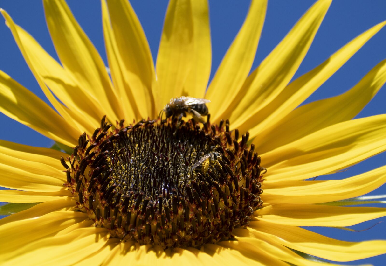 Nikon D500 sample photo. Flower, bees, pollination photography