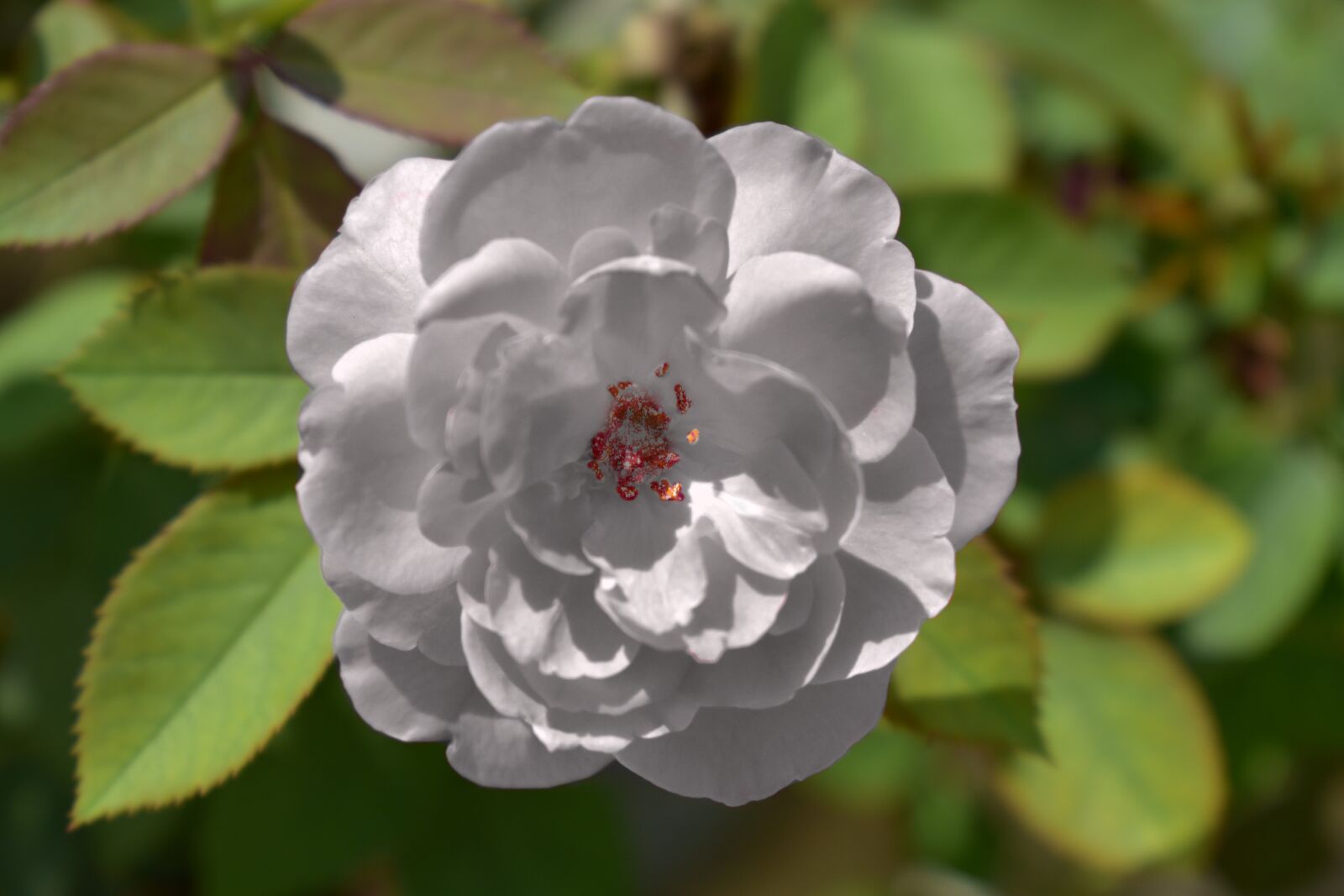 Nikon D5600 sample photo. White rose, yorkshire emblem photography