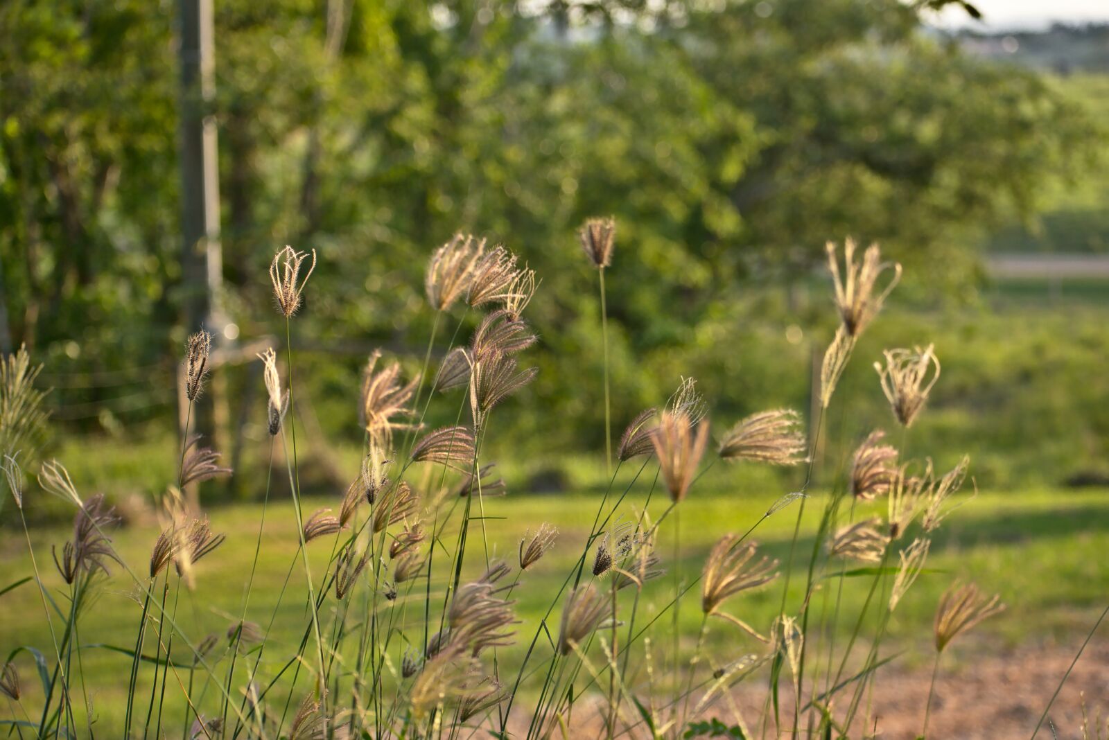Nikon D7200 sample photo. Grass, growth, nature photography