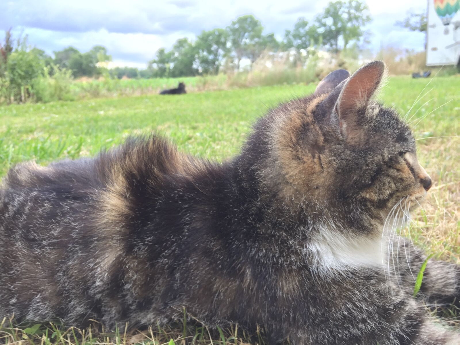 iPhone 6 back camera 4.15mm f/2.2 sample photo. Cat photography