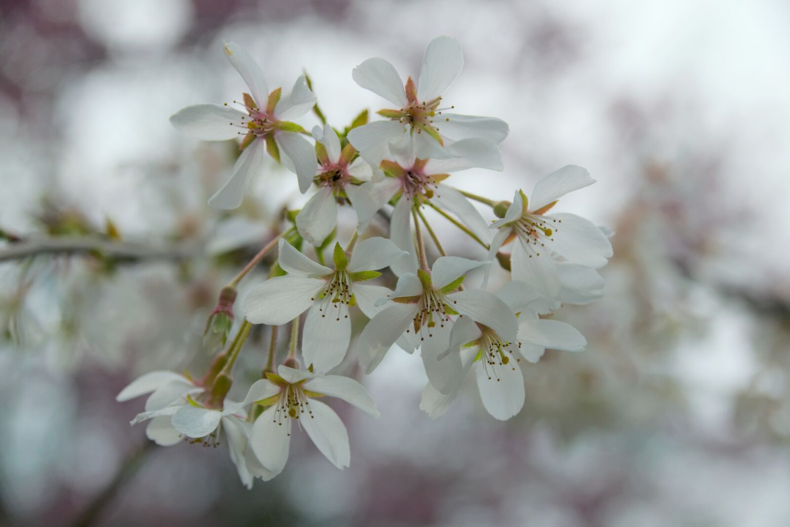Nikon D3300 sample photo. Flowers, white, spring photography