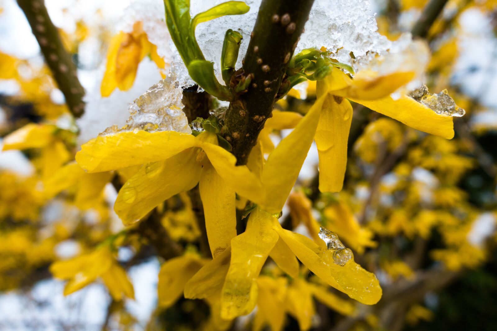 Sony Cyber-shot DSC-RX100 III sample photo. Winter blast, snow, frost photography