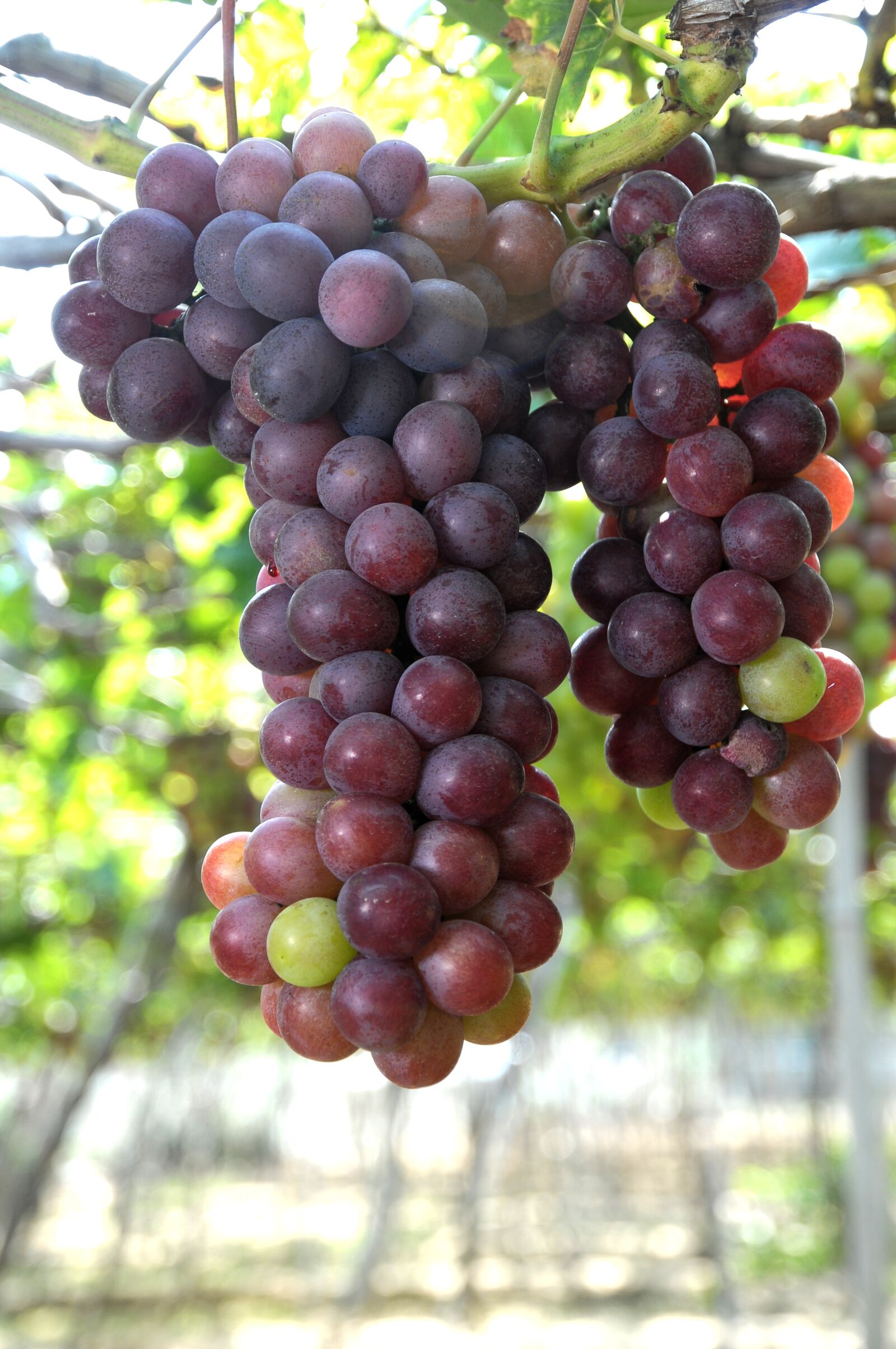 Nikon D300 sample photo. Grapes, vineyard, ninh thuan photography