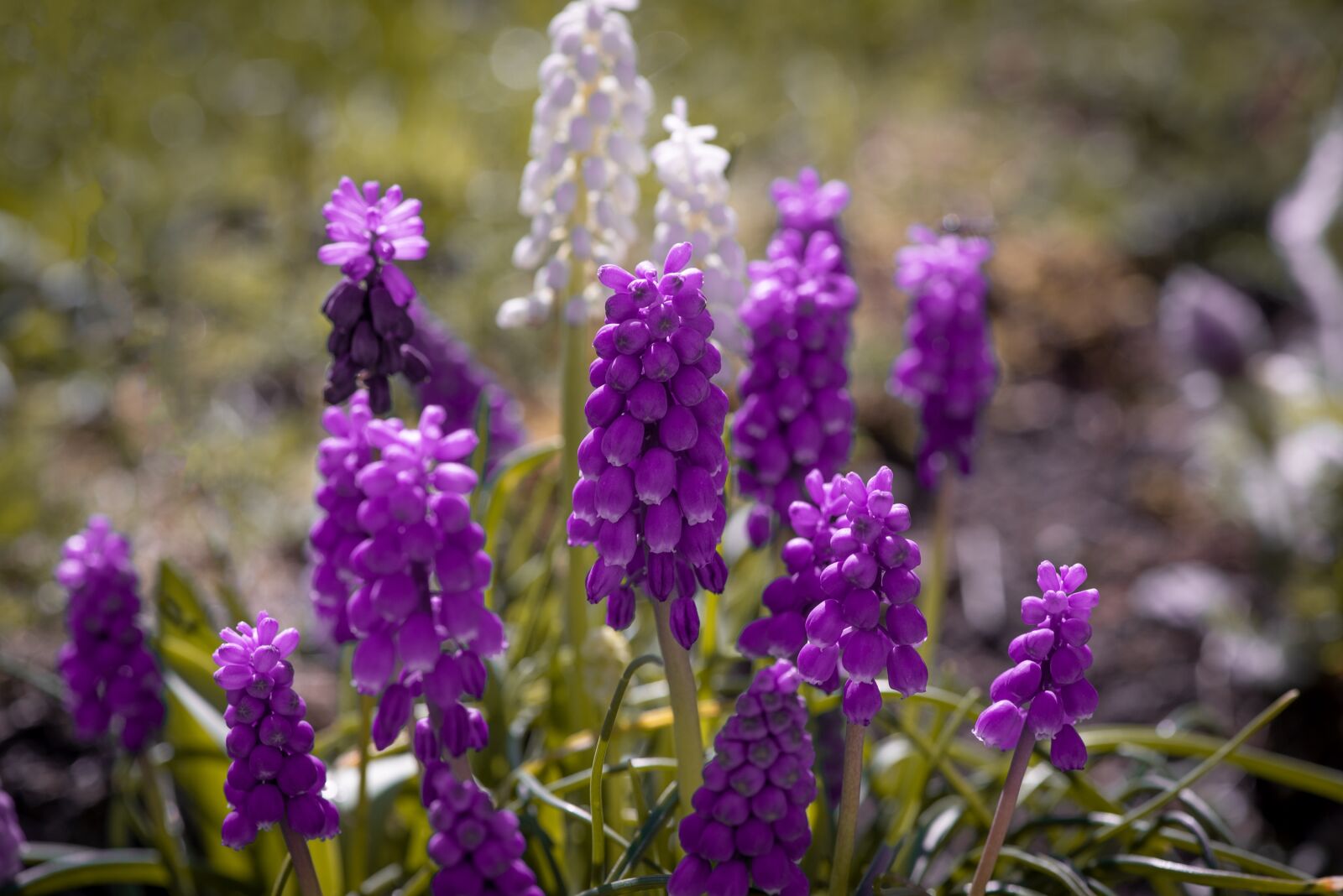 Nikon D750 sample photo. Grape hyacinth, purple, white photography