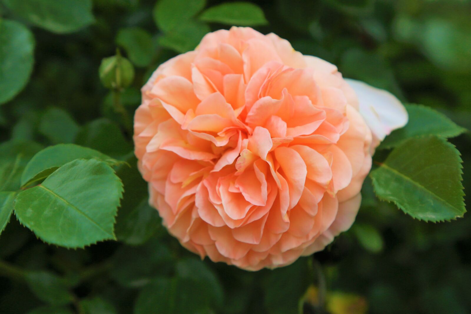 Canon EOS 5D Mark III sample photo. Rose, spring, orange photography