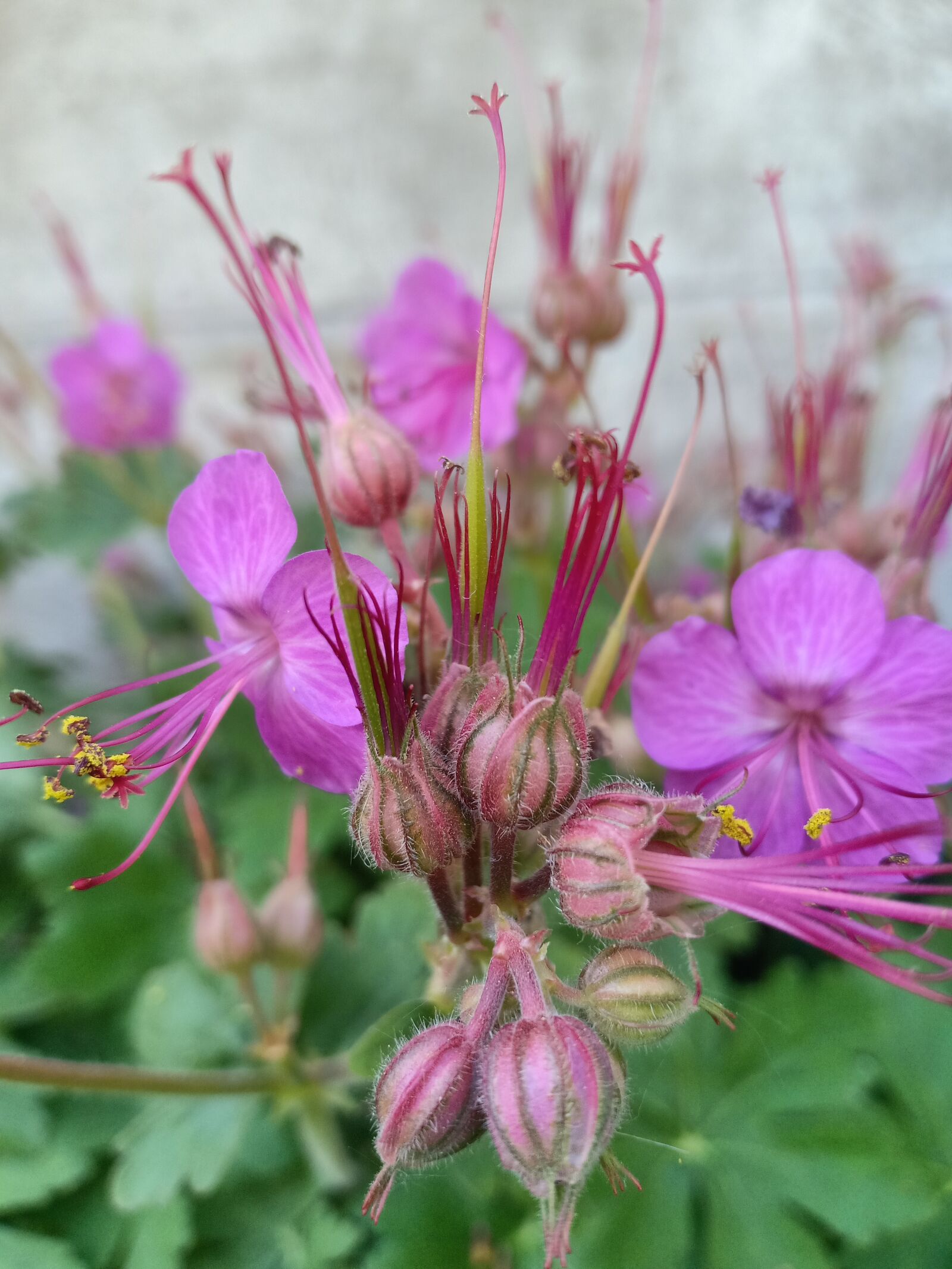 OPPO F7 sample photo. Geranium macrorrhizum, pelagonia, plant photography