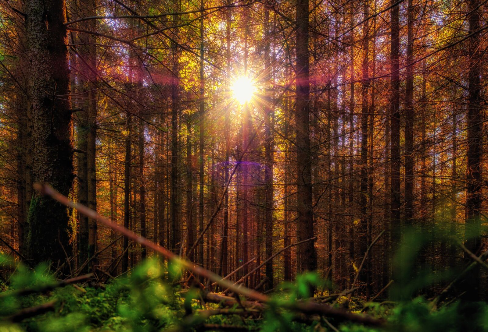 Fujifilm X-T2 + Fujifilm XF 16mm F1.4 R WR sample photo. Forest, trees, sun photography