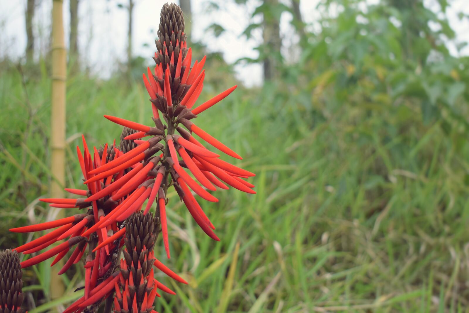 Nikon D5300 sample photo. Flower, plant, floral photography