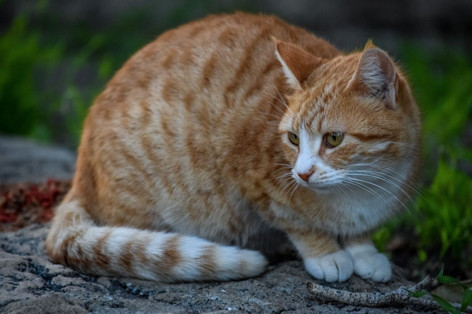 Nikon D3300 sample photo. Cat, stray, tabby photography