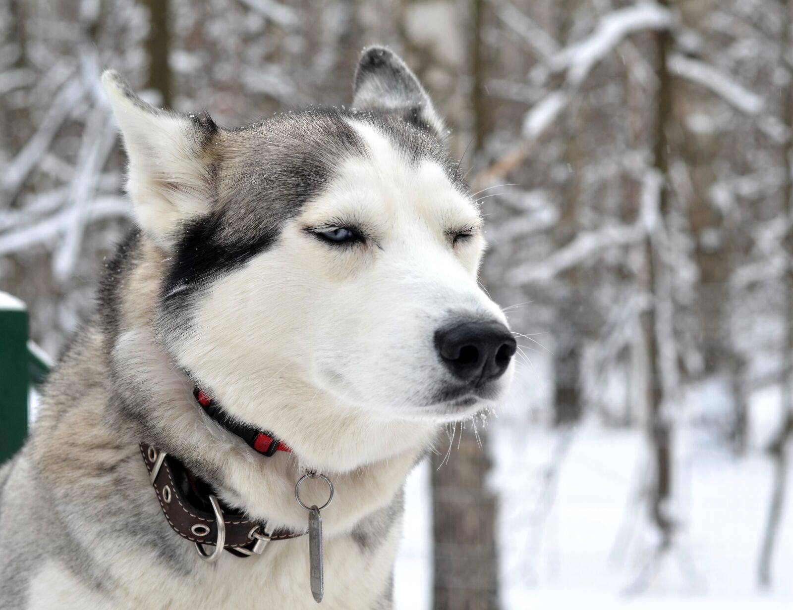 Nikon D5100 sample photo. Husky, dog, winter photography