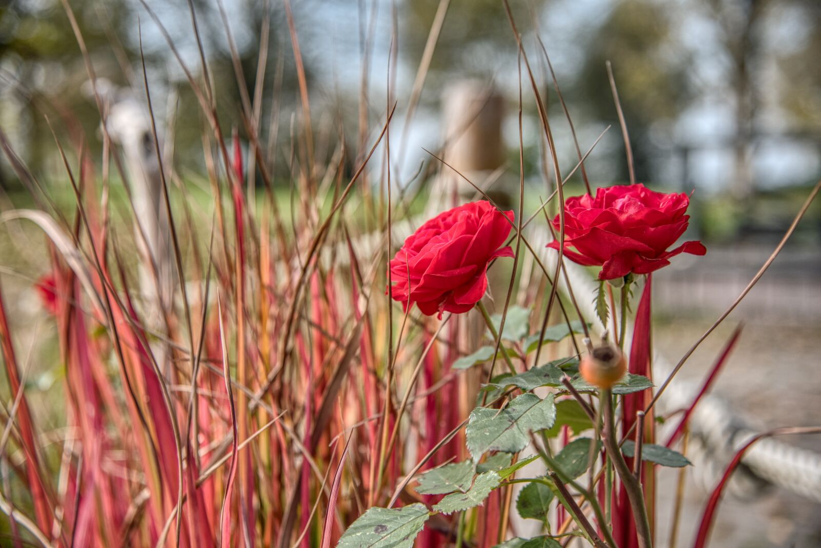 Nikon D750 sample photo. Autumn, seeanlage, park photography