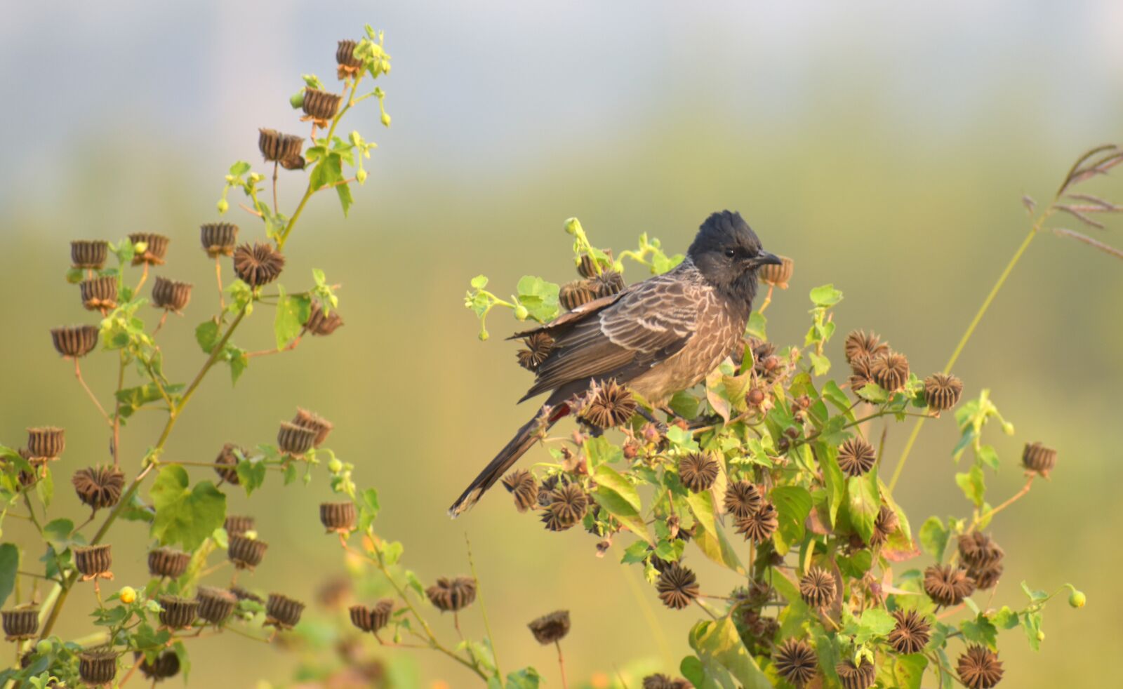 Nikon D5600 sample photo. Little bird, brown bird photography