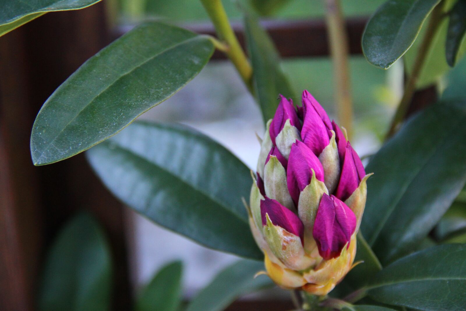 Canon EF-S 18-135mm F3.5-5.6 IS sample photo. Rhododendron, bud, flower photography