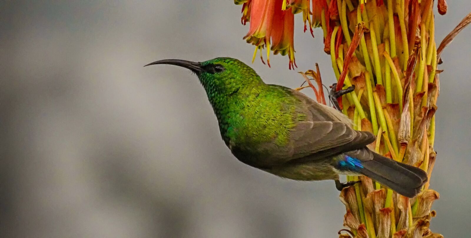 Sony Cyber-shot DSC-HX300 sample photo. Sunbird, bird, flower photography