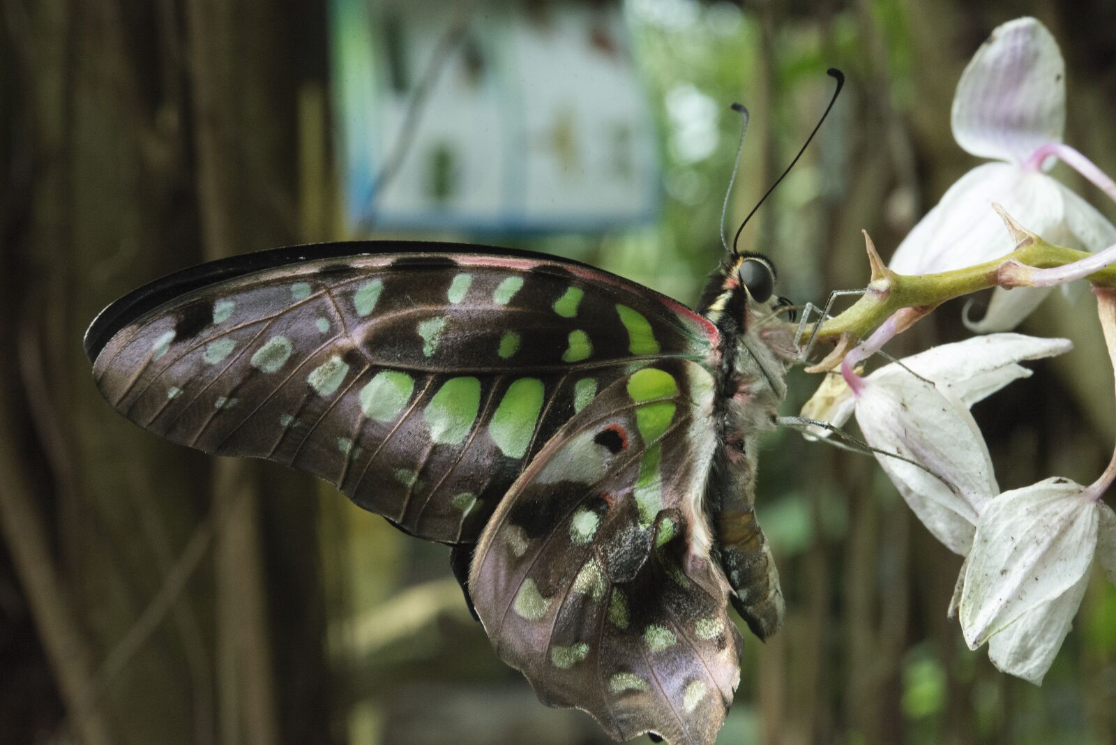 Nikon D800 sample photo. Butterfly, nature, flora photography