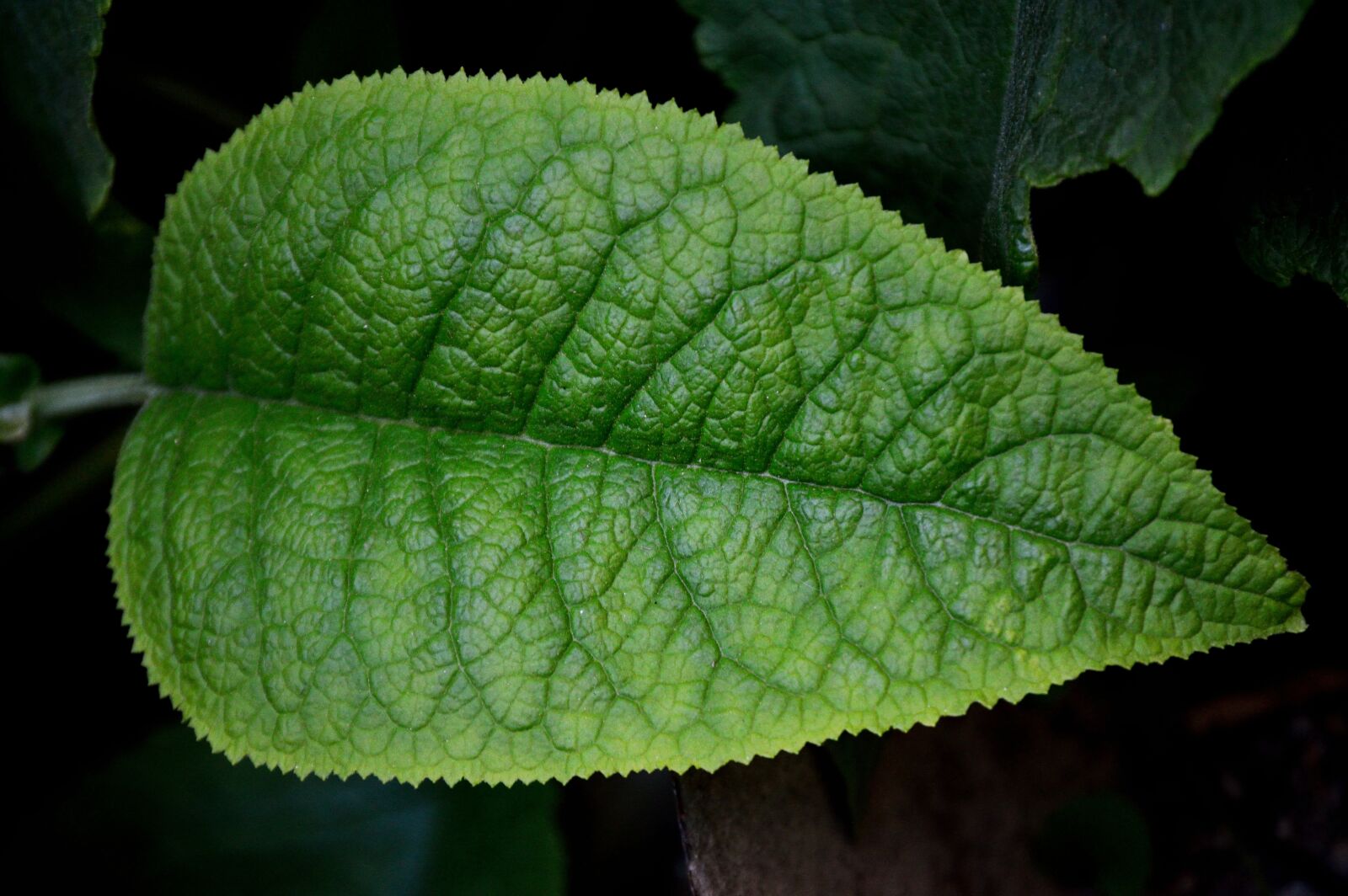 Nikon D3200 sample photo. Leaf, plant, nature photography