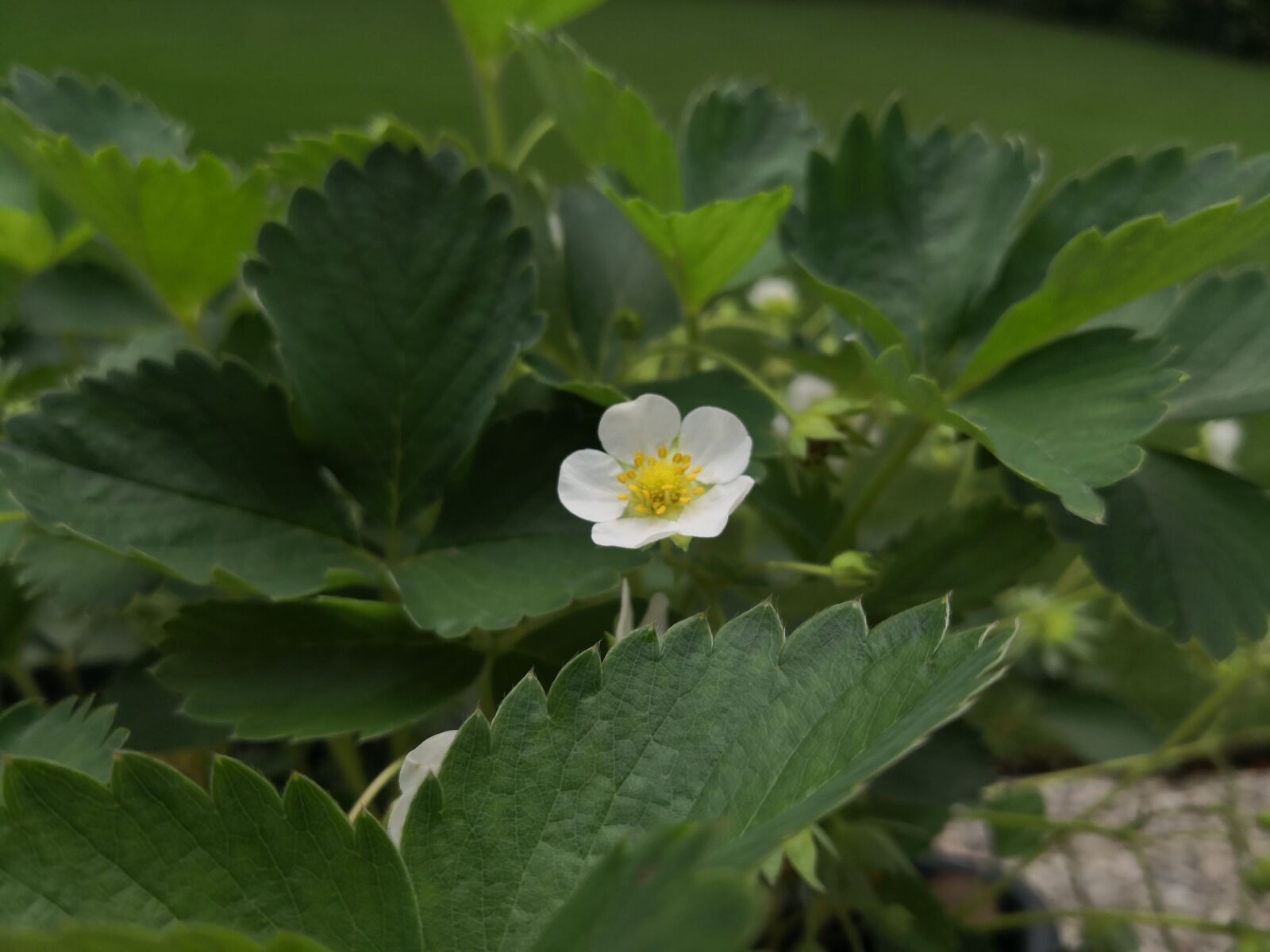 HUAWEI Mate 10 Pro sample photo. Strawberry, flower, plant photography