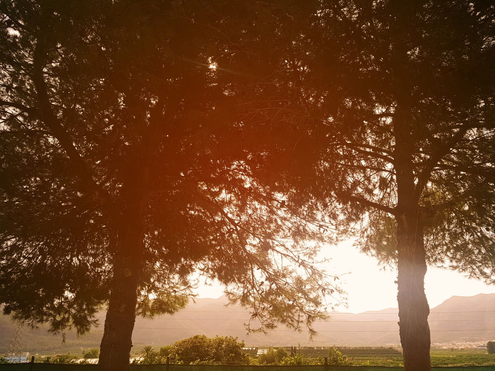 Samsung Galaxy S7 Edge sample photo. Tree photography